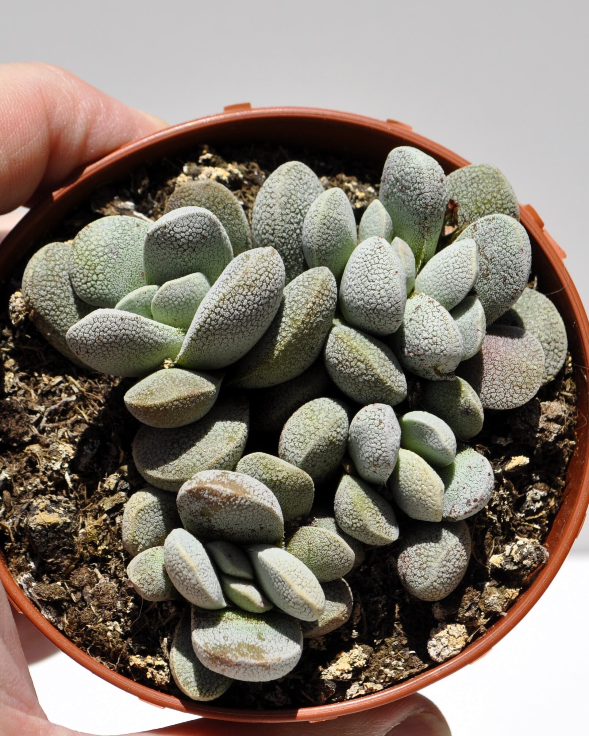 Crassula tecta - 4