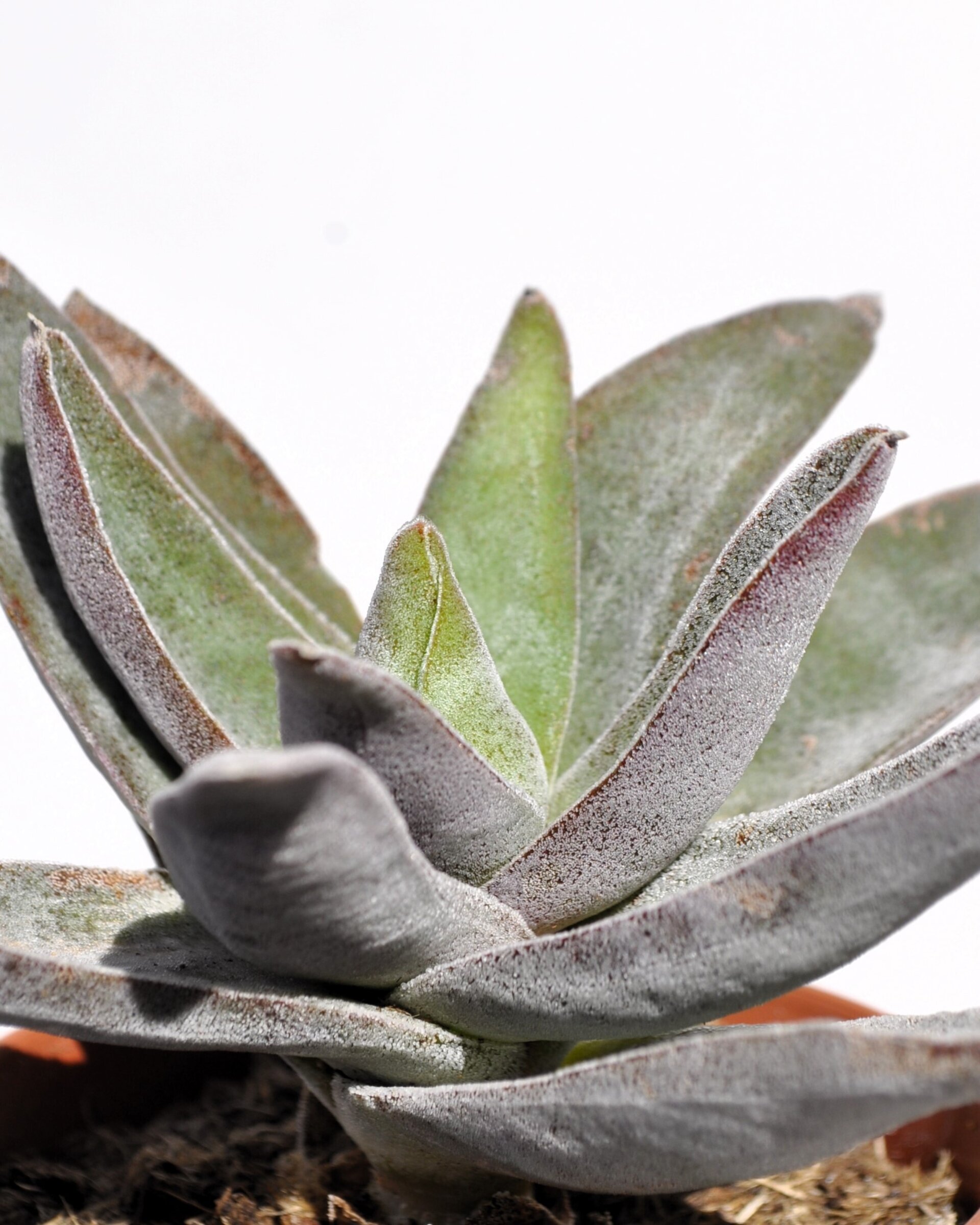 Crassula 'Garnet Lotus' - 4