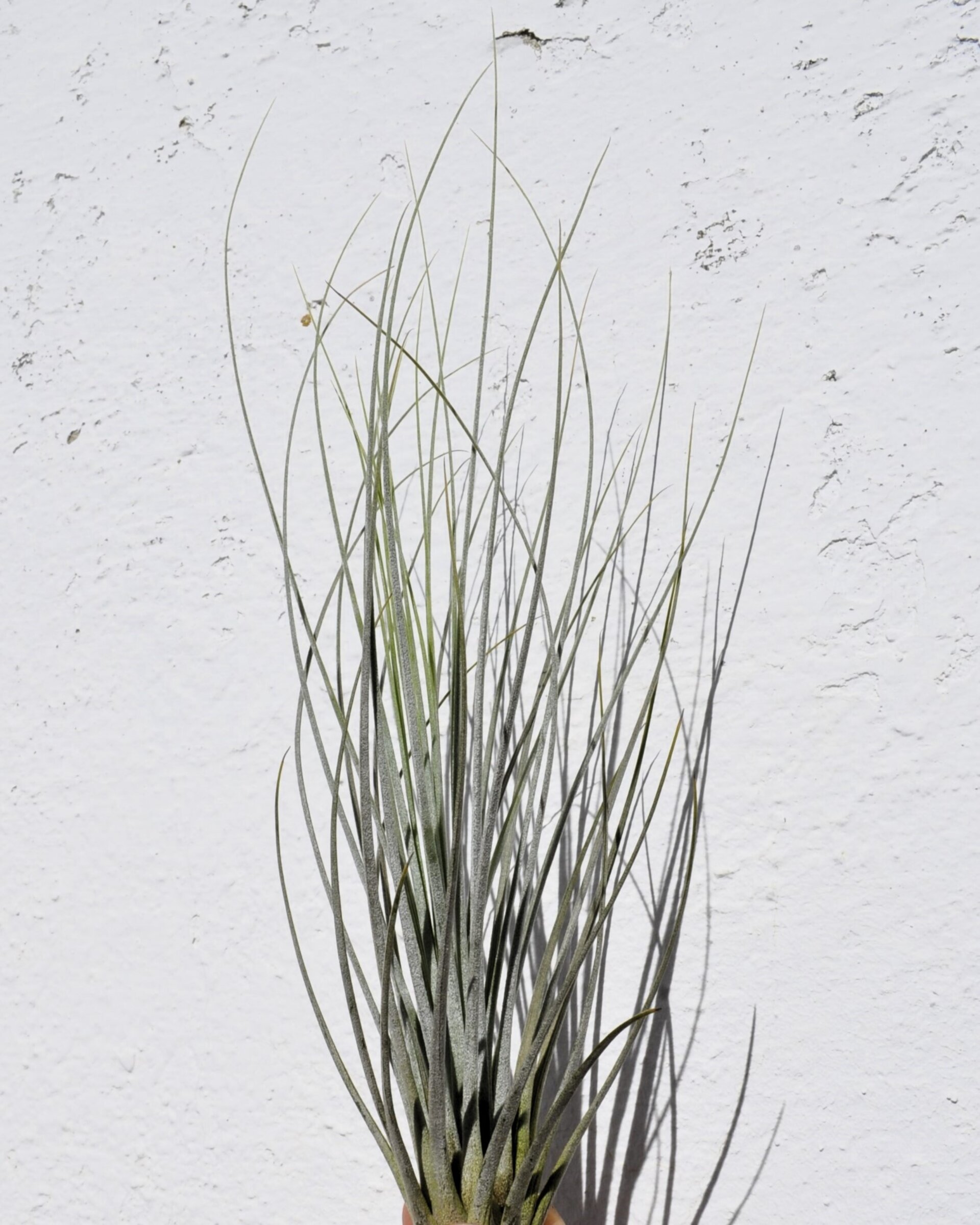 Tillandsia juncea - 2