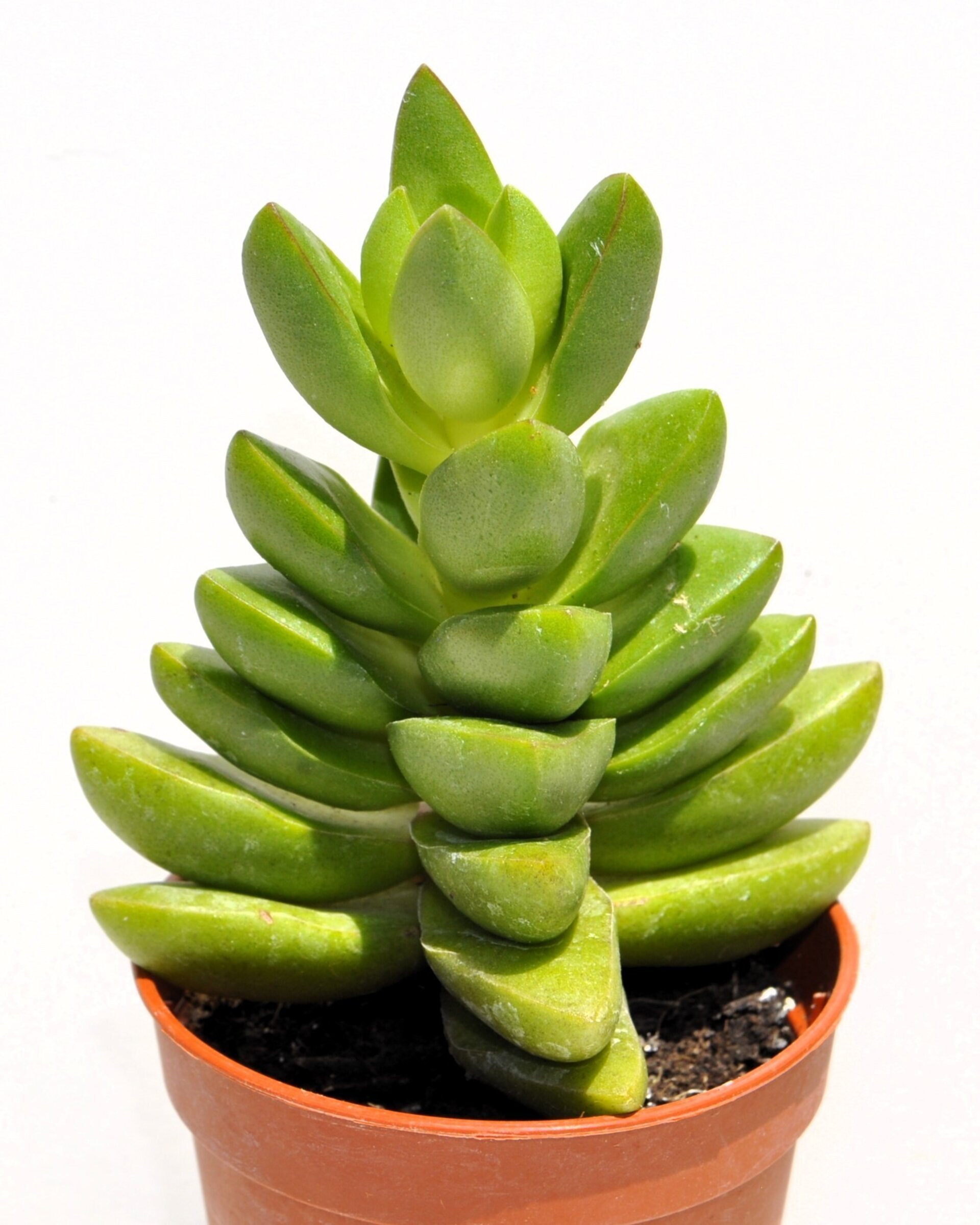 Crassula 'Ben' M5,5 (crásula benjamín) - 1