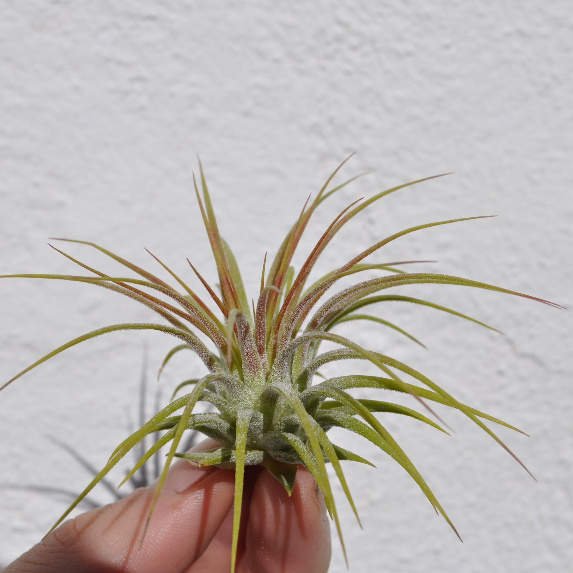 Tillandsia ionantha var. rubra - 2