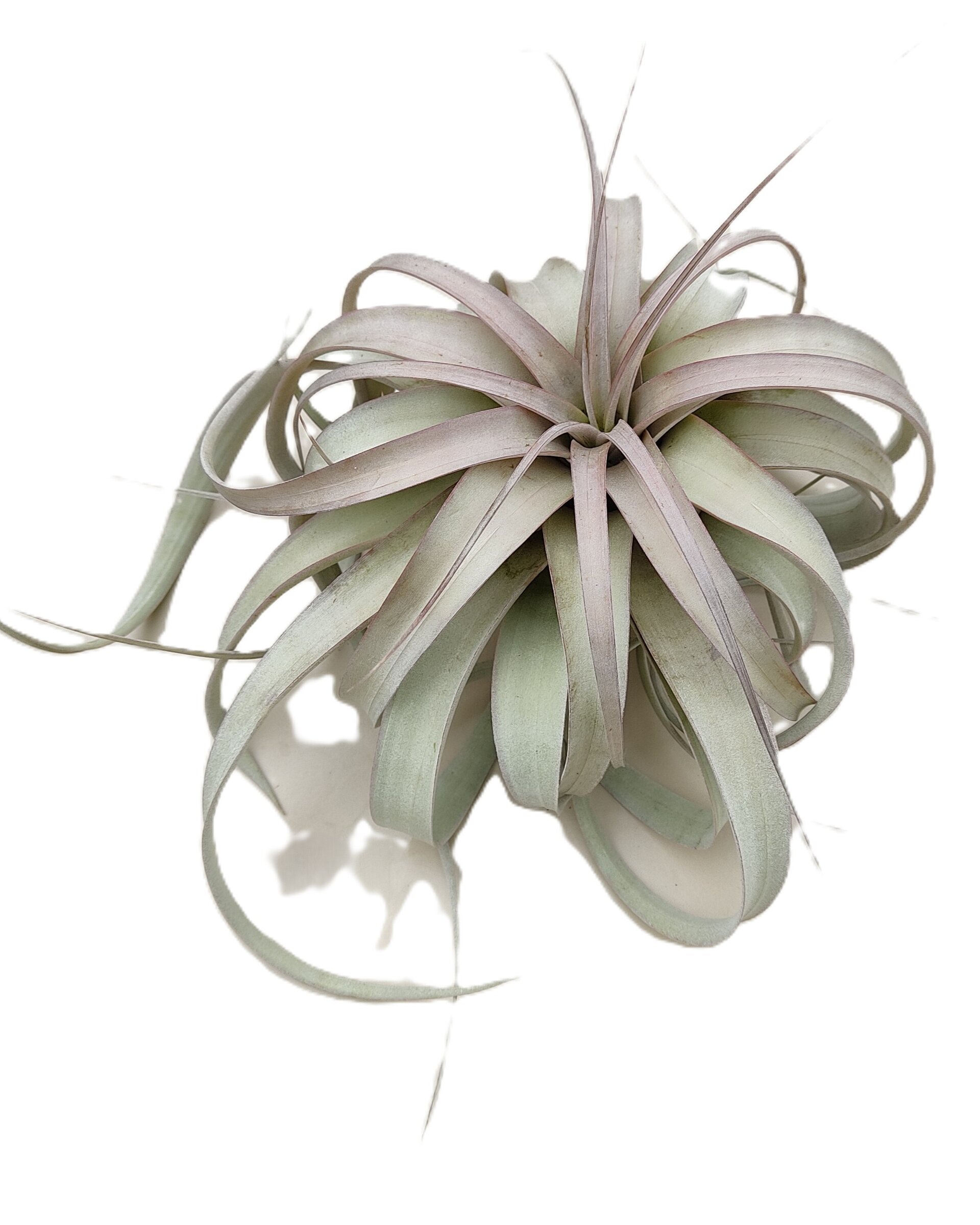 Tillandsia xerographica (pie de gallo) [medium] - 6