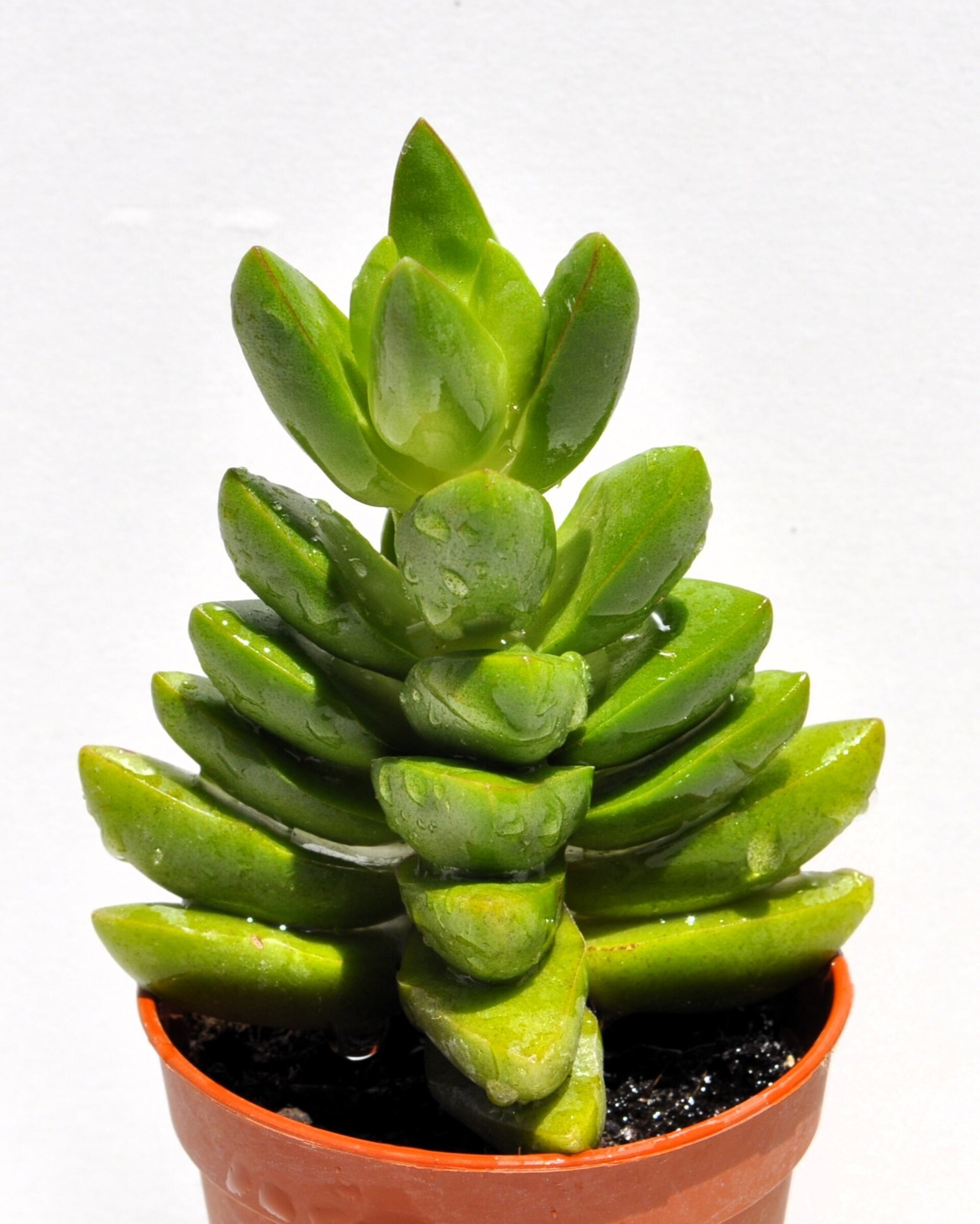 Crassula 'Ben' M5,5 (crásula benjamín) - 3