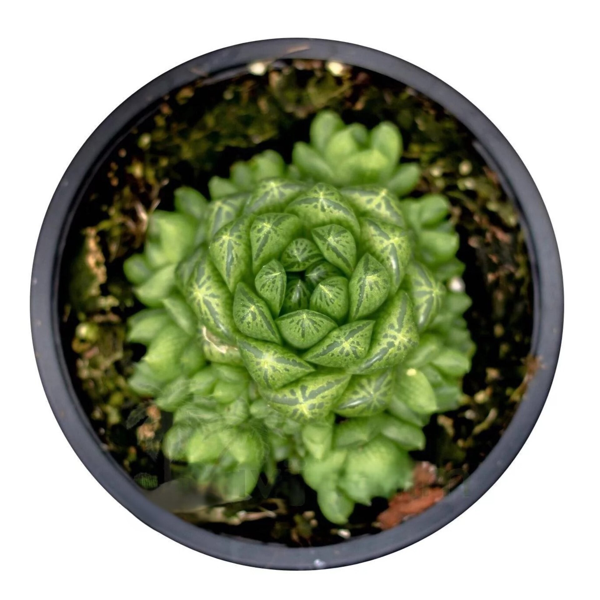 Haworthia cymbiformis var. obtusa - 1