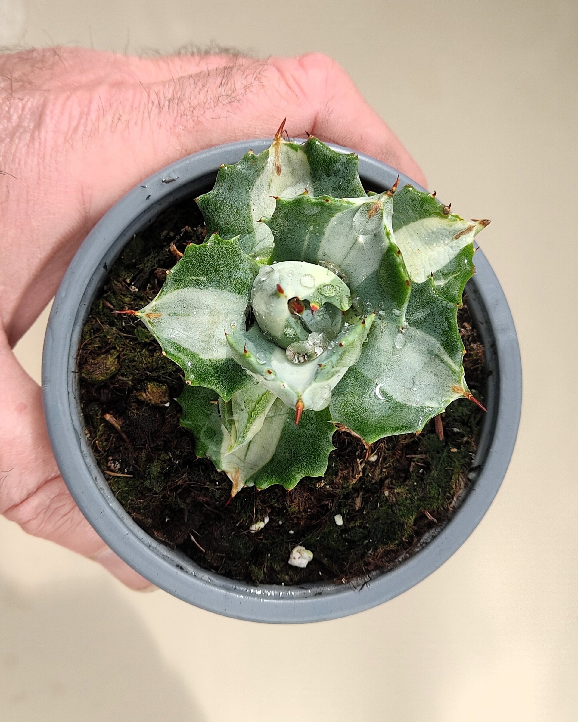 Agave isthmensis 'Ohi Raijin' variegata - M8 ("Dios del Trueno") - 2