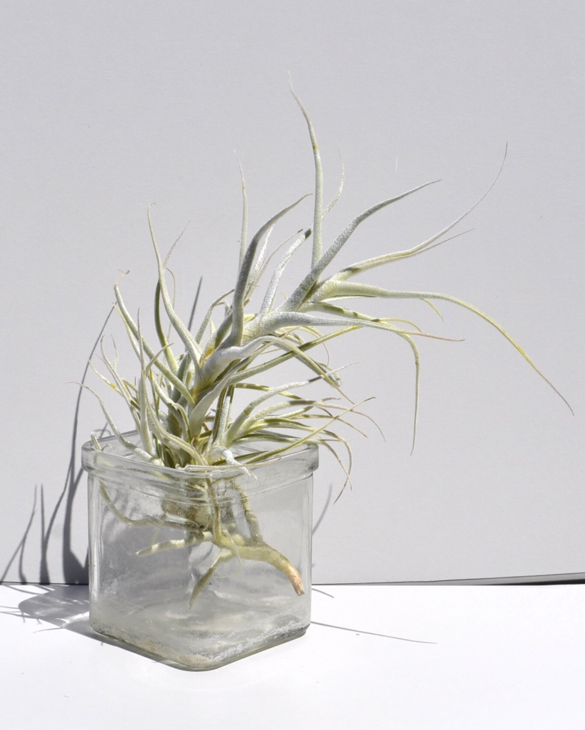 Tillandsia paleacea - 6