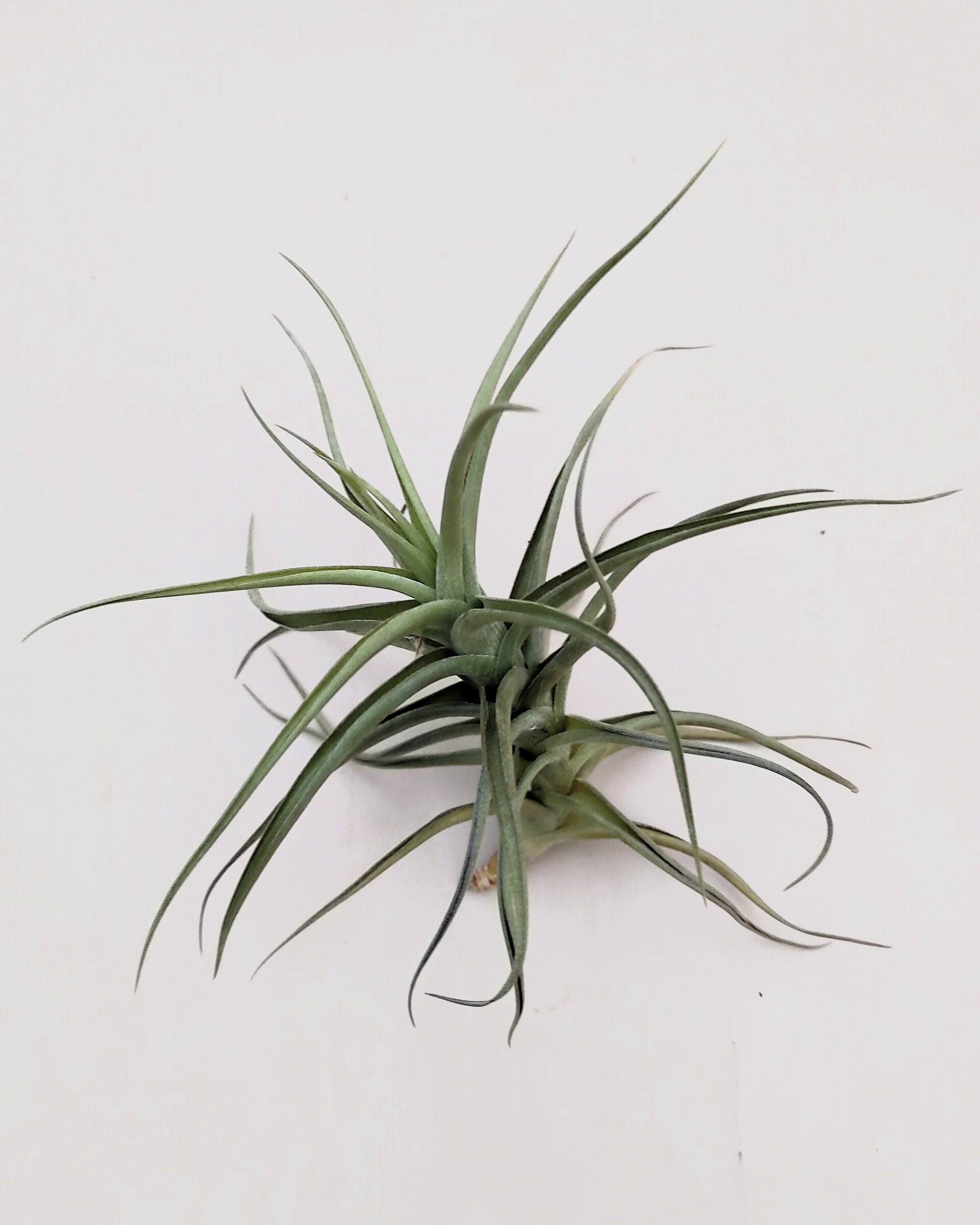 Tillandsia bergeri - 3