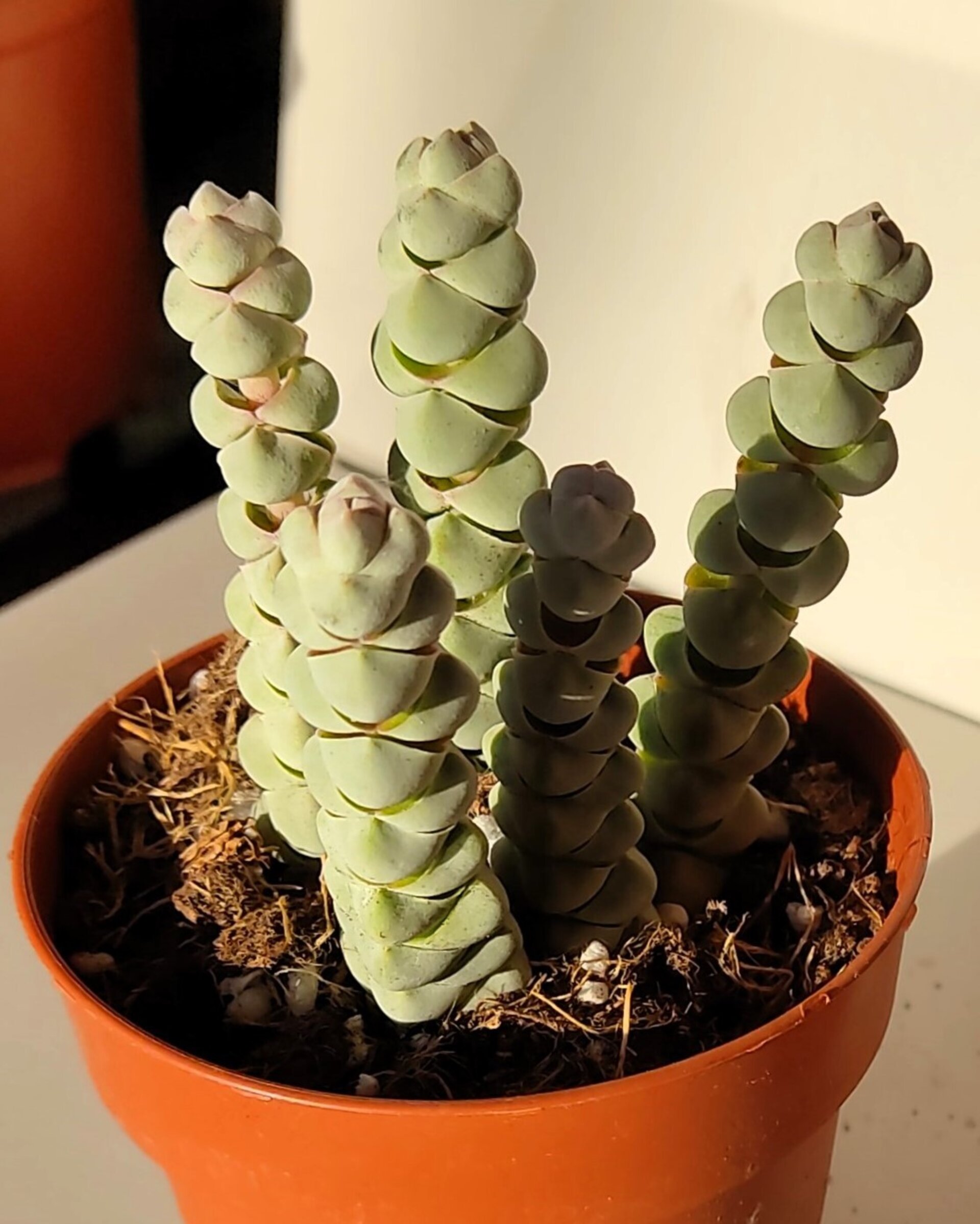 Crassula plegmatoides - 2