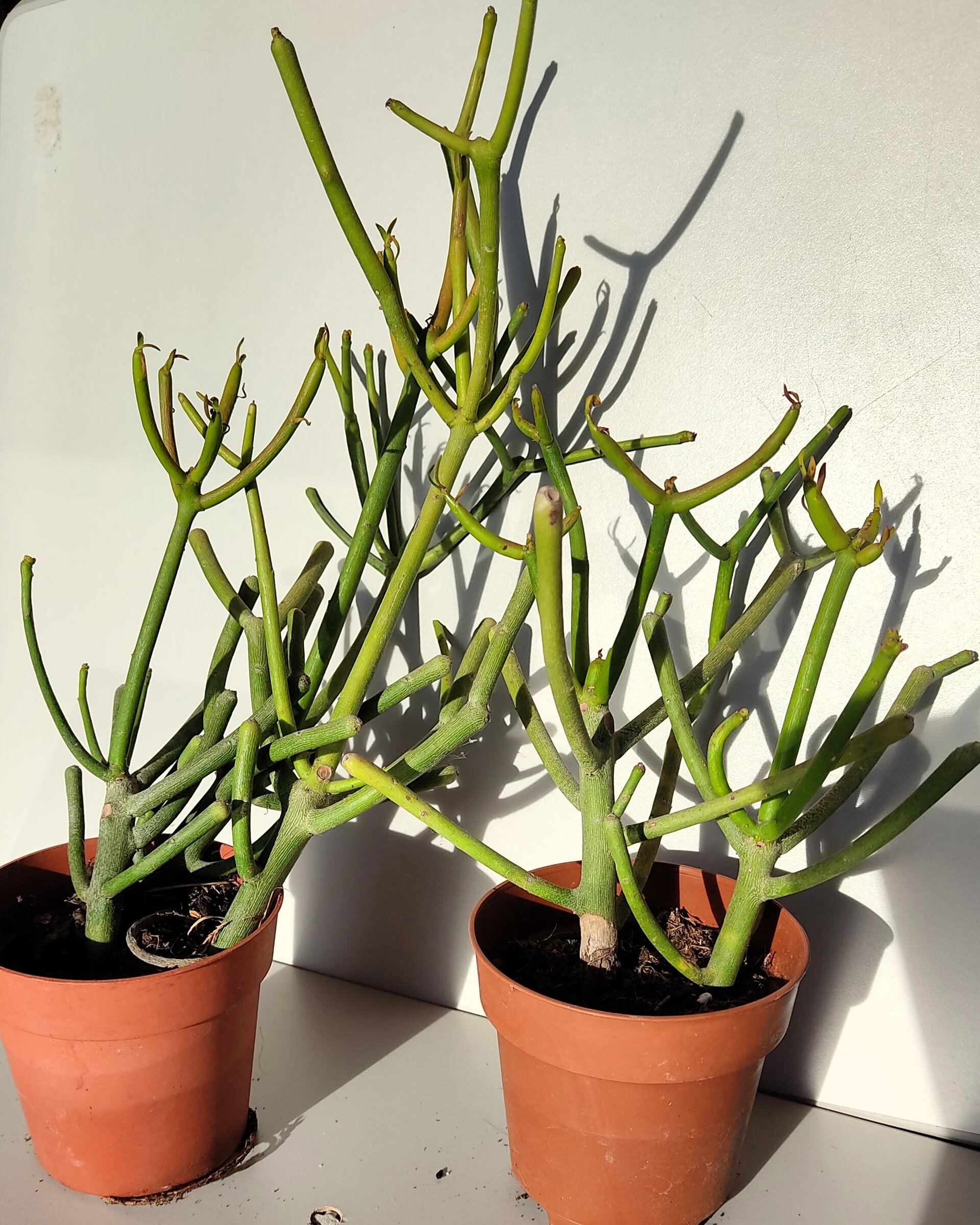 Euphorbia tirucalli (árbol de los dedos) - 2