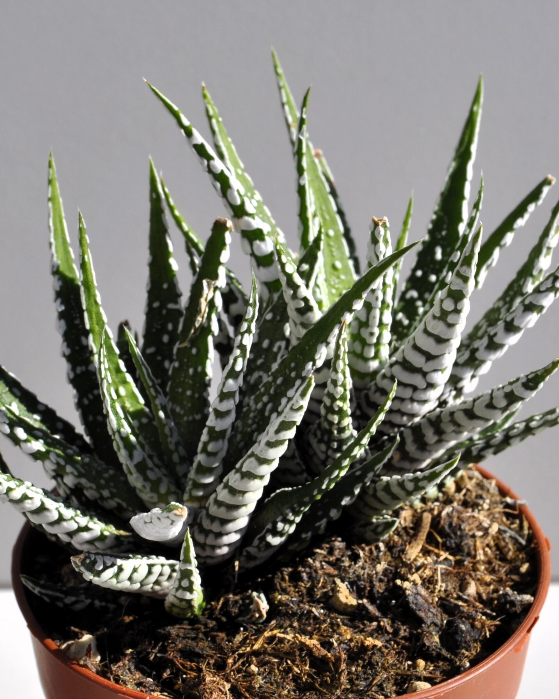 Haworthiopsis attenuata [= Haworthia attenuata] (planta cebra) - 6
