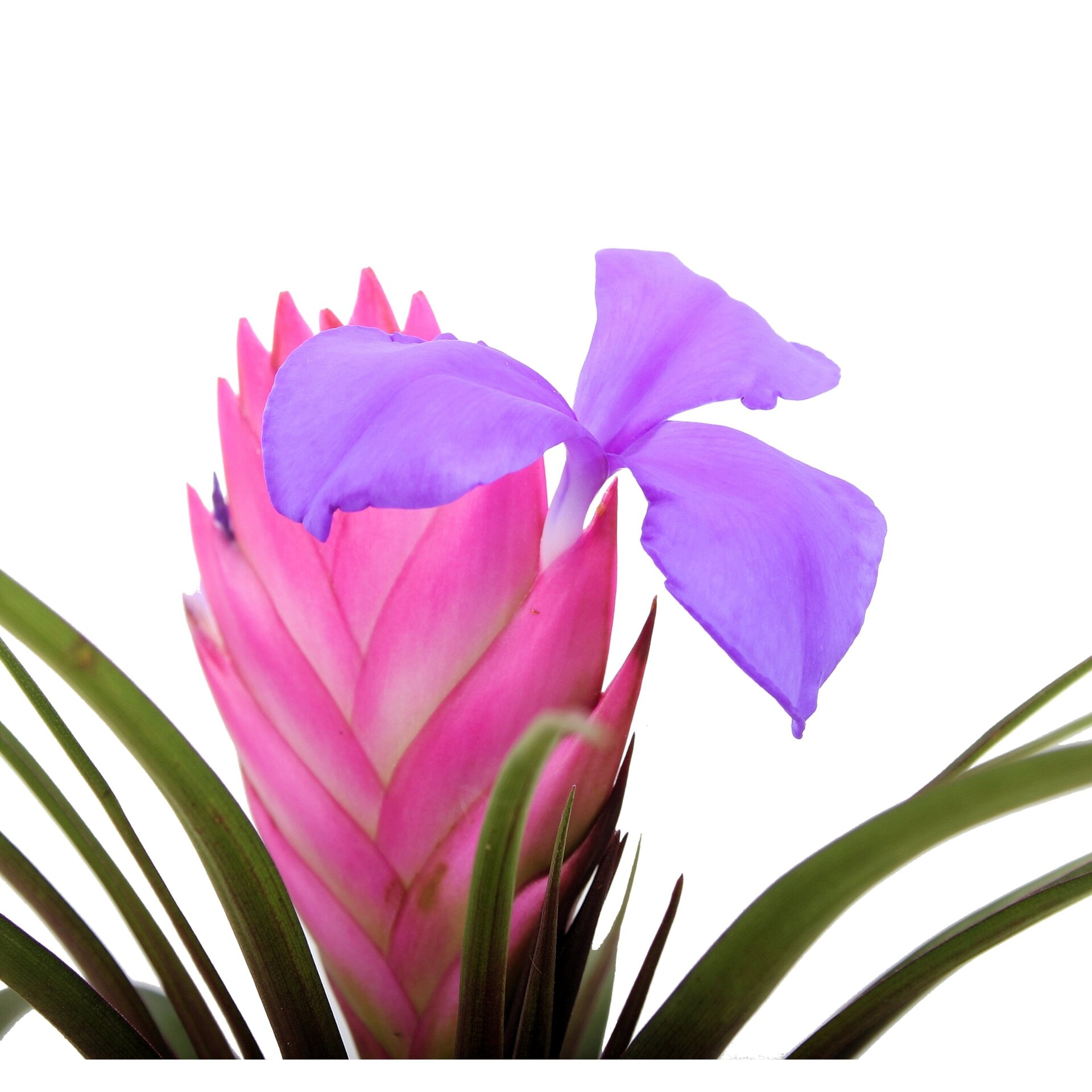 Tillandsia cyanea (pluma rosa) [en flor y con maceta] - 2
