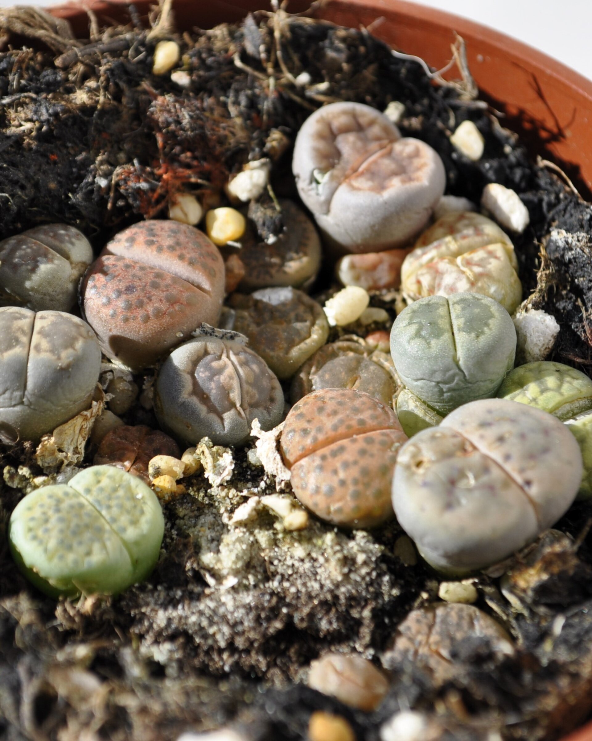 Lithops spp. (planta piedra, piedra viva) - 3