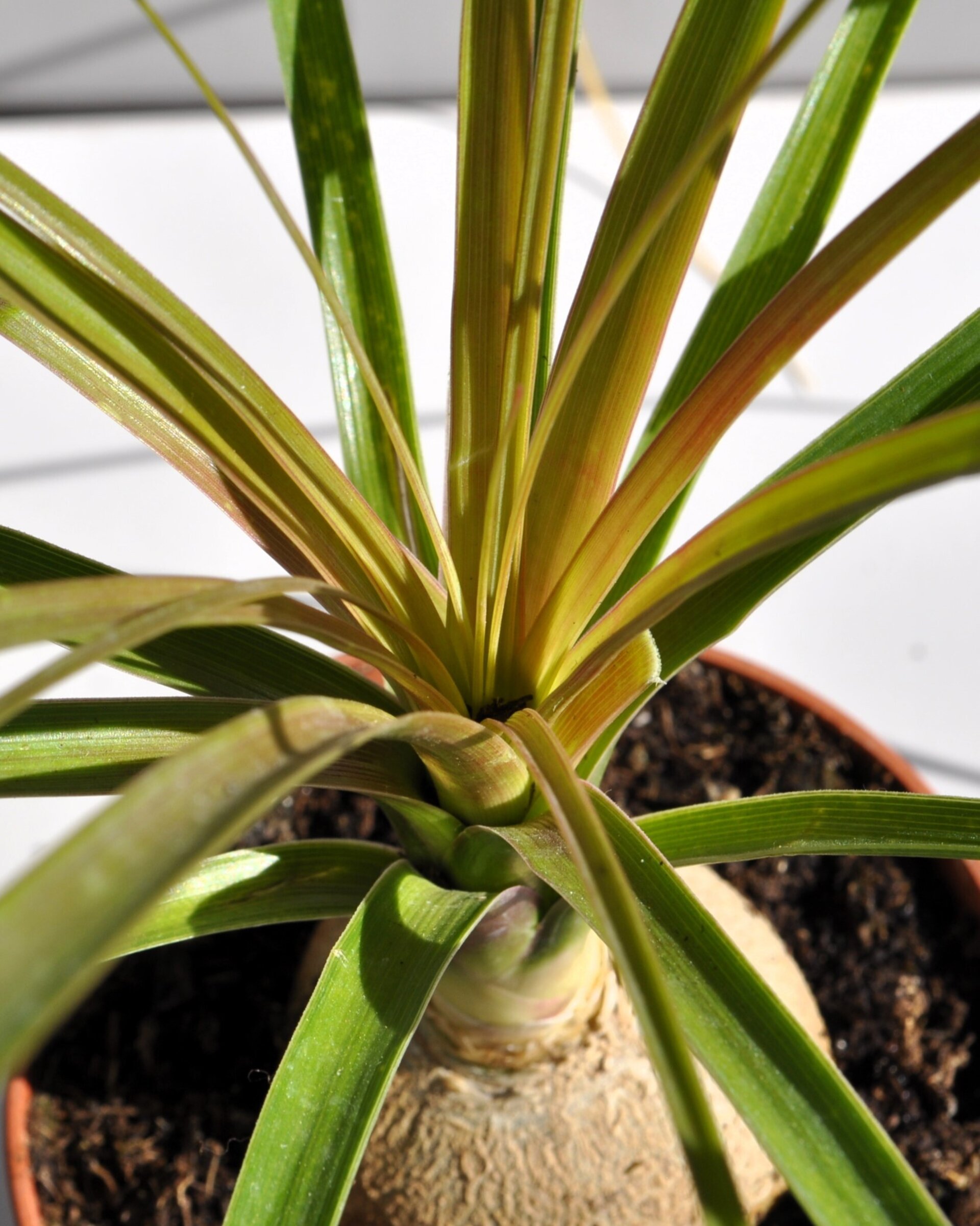 Beaucarnea recurvata (pata de elefante, palma barrigona) - 5