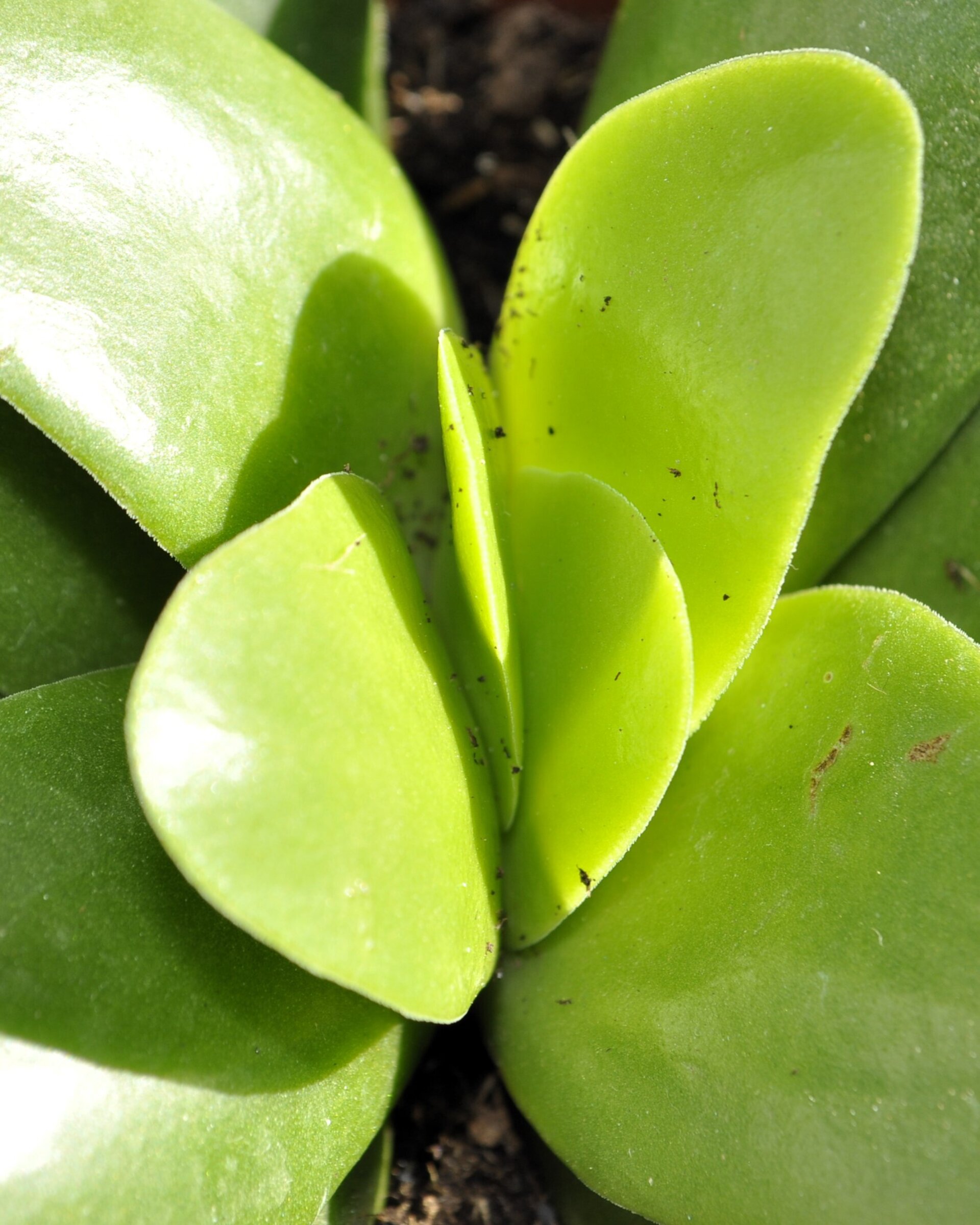 Crassula cf. perfoliata cv. Borracha - 2