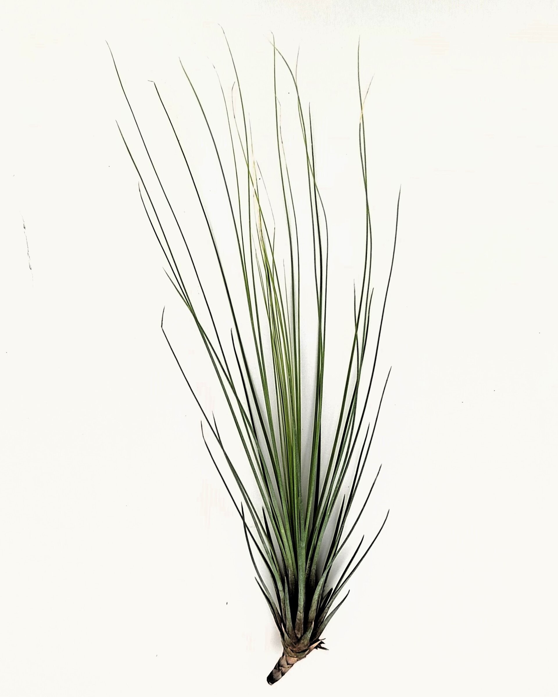 Tillandsia juncifolia - 3