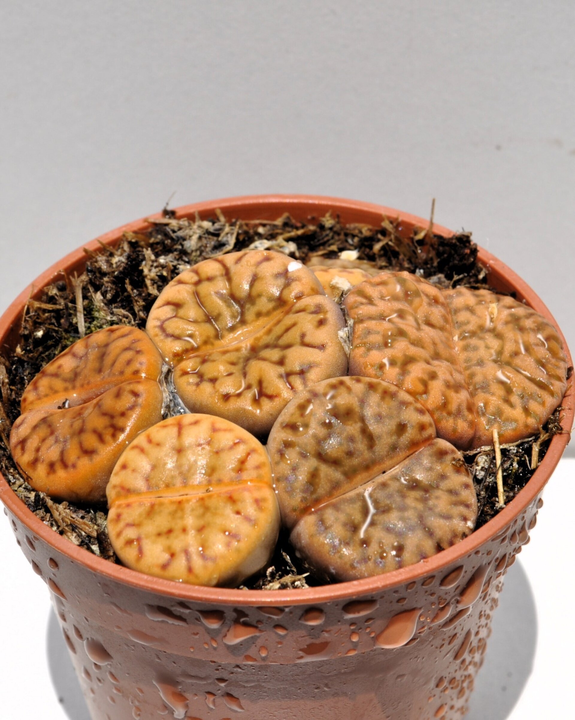 Lithops sp. rojizos M 5.5 (planta piedra, piedra viva) - 3