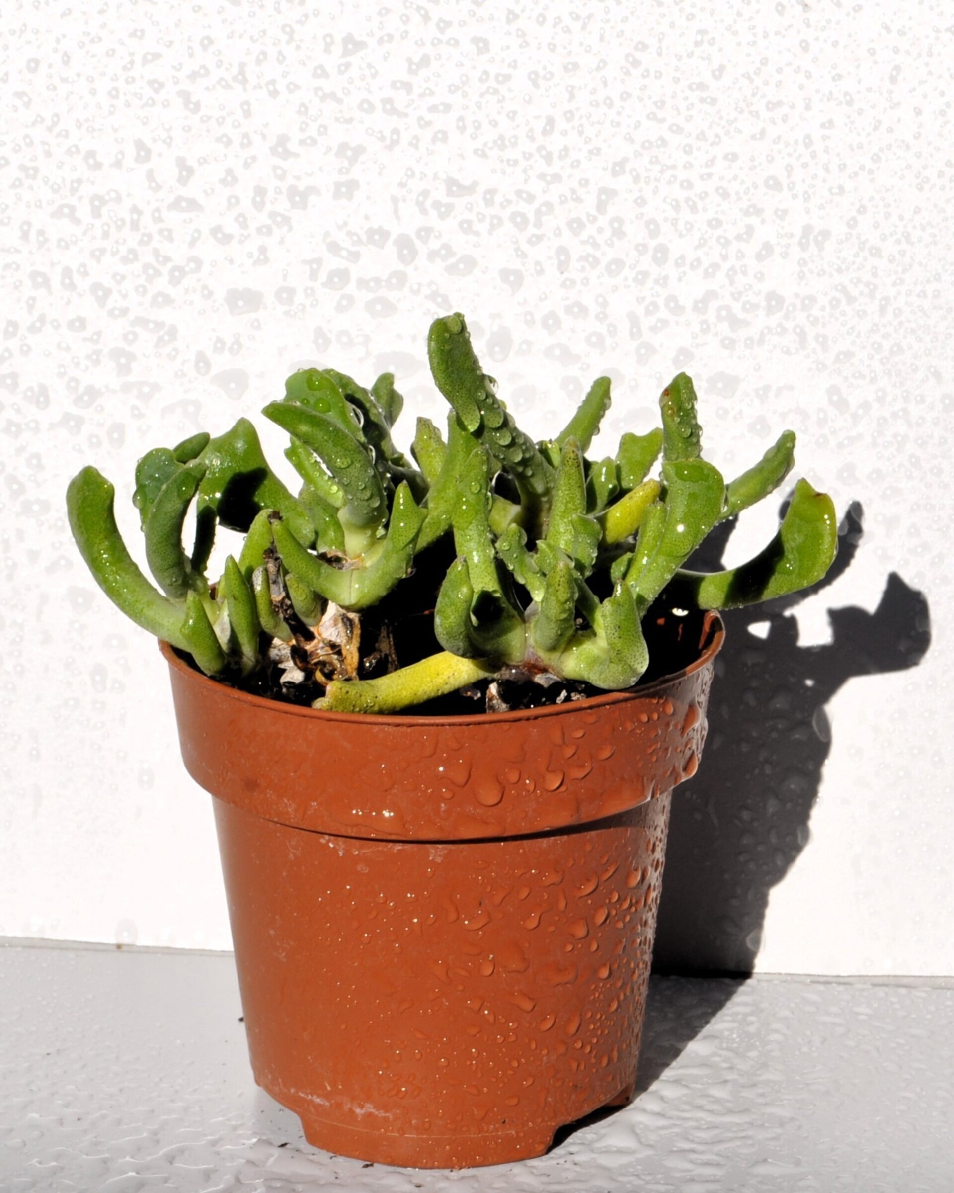 Rhombophyllum dolabriforme (cuerno de alce) - 5