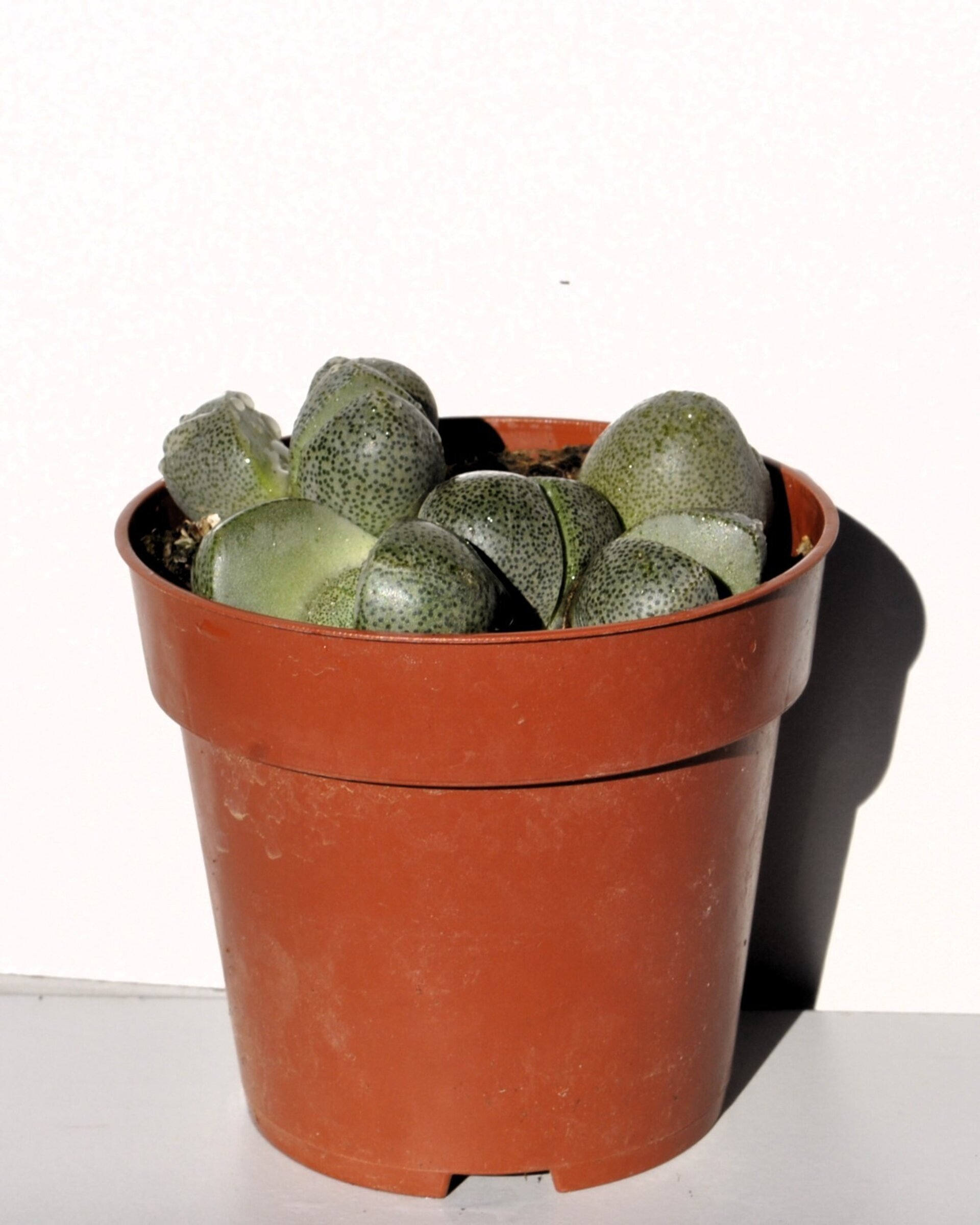 Pleiospilos nelii - 3