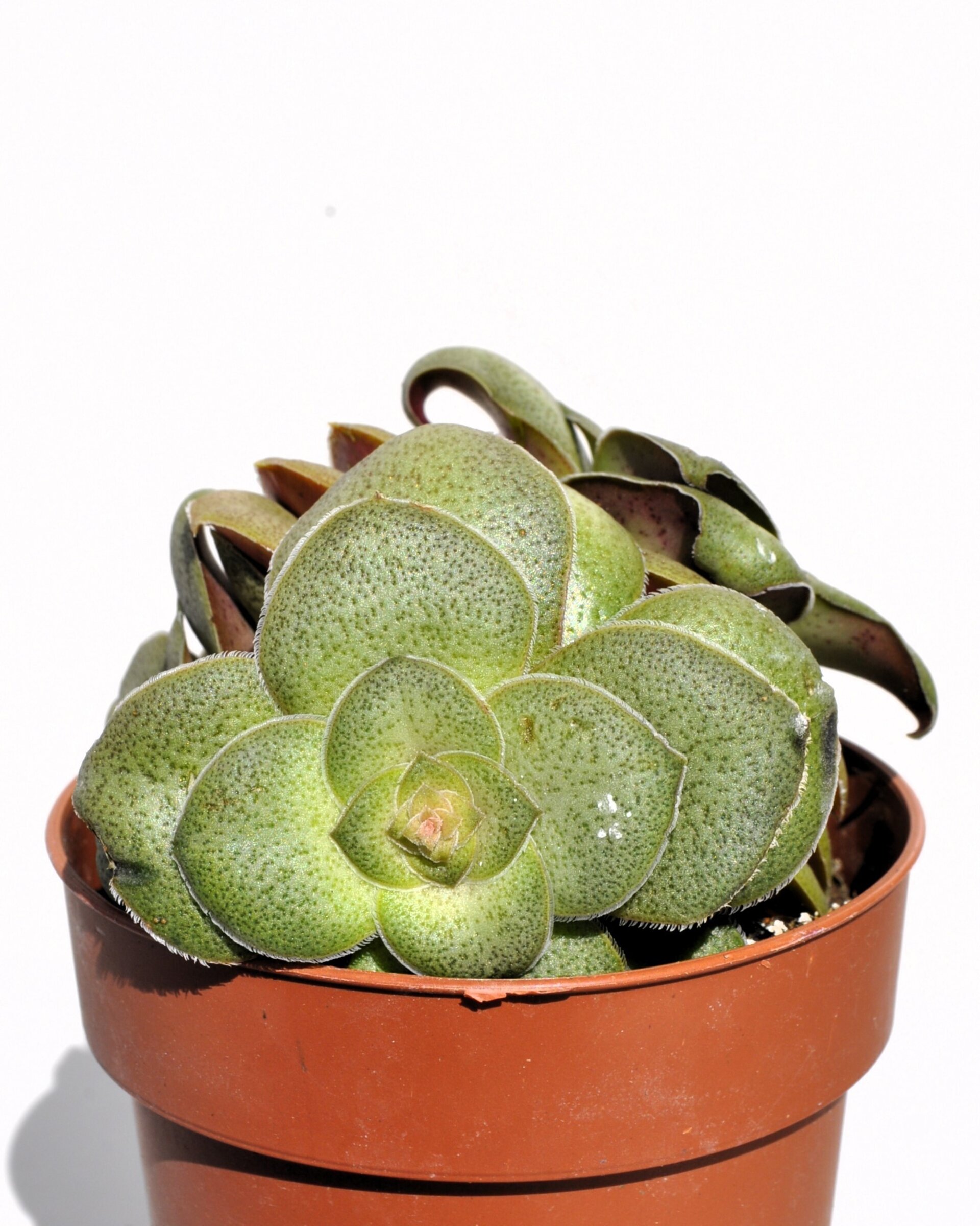 Crassula cf. hemisphaerica - 4