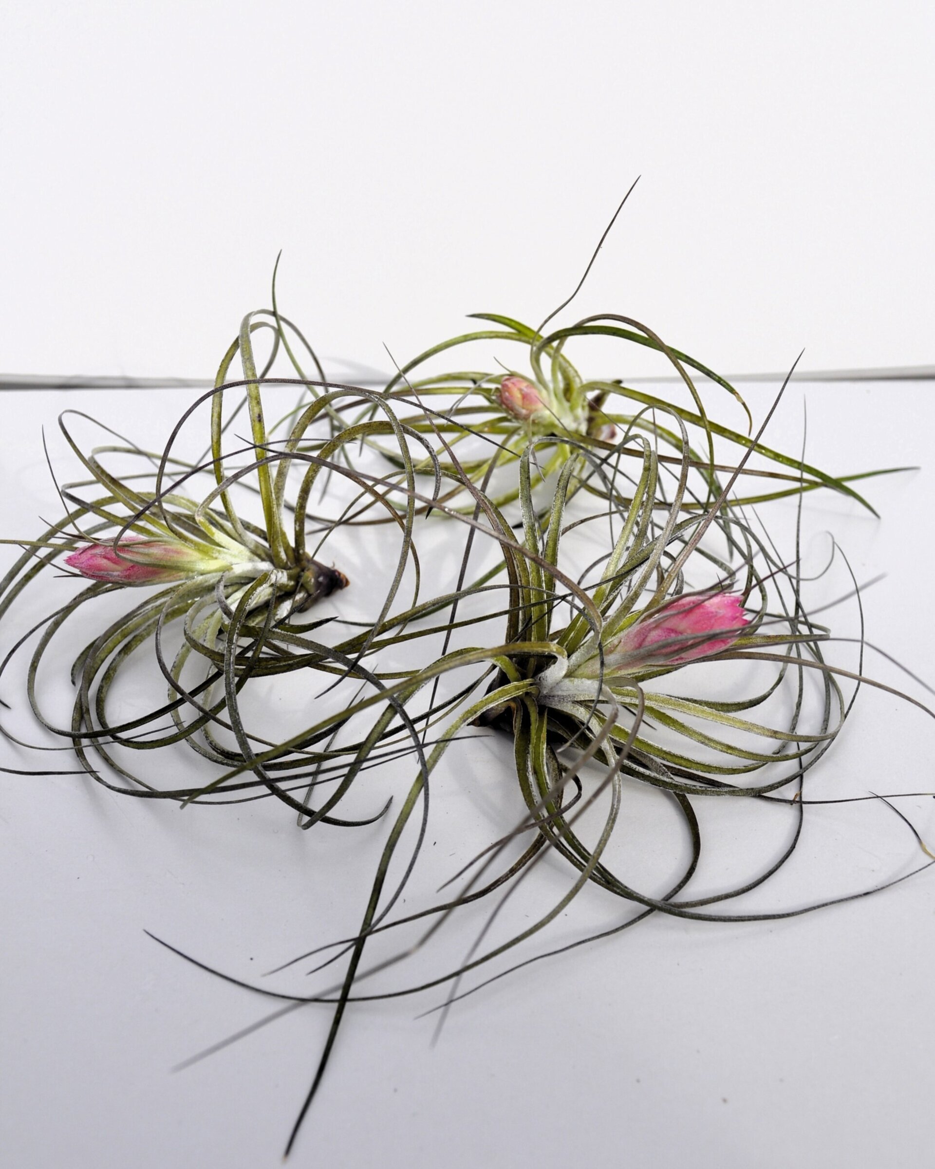 Tillandsia stricta (con flor) - 5