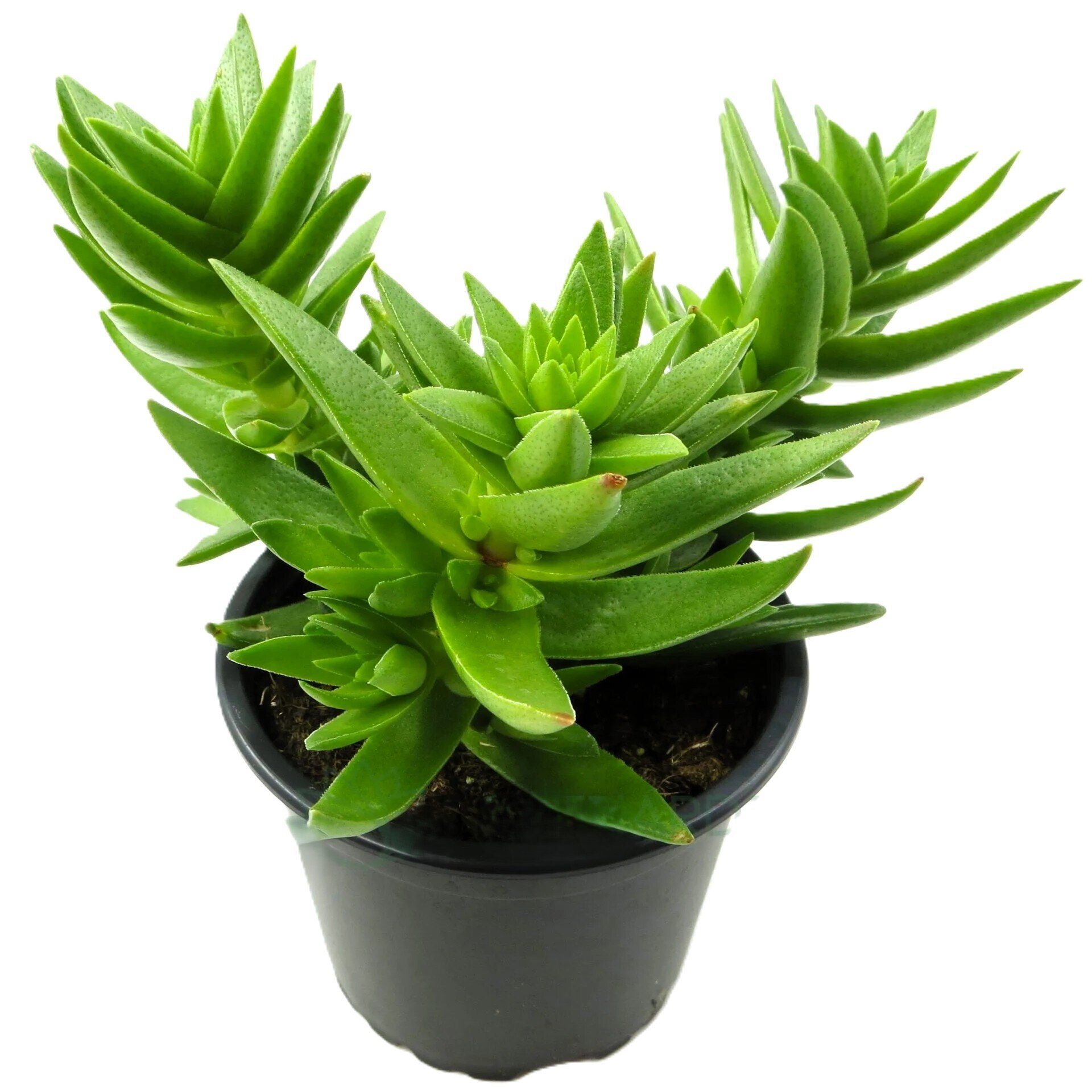 Crassula capitella subsp. thyrsiflora - 1