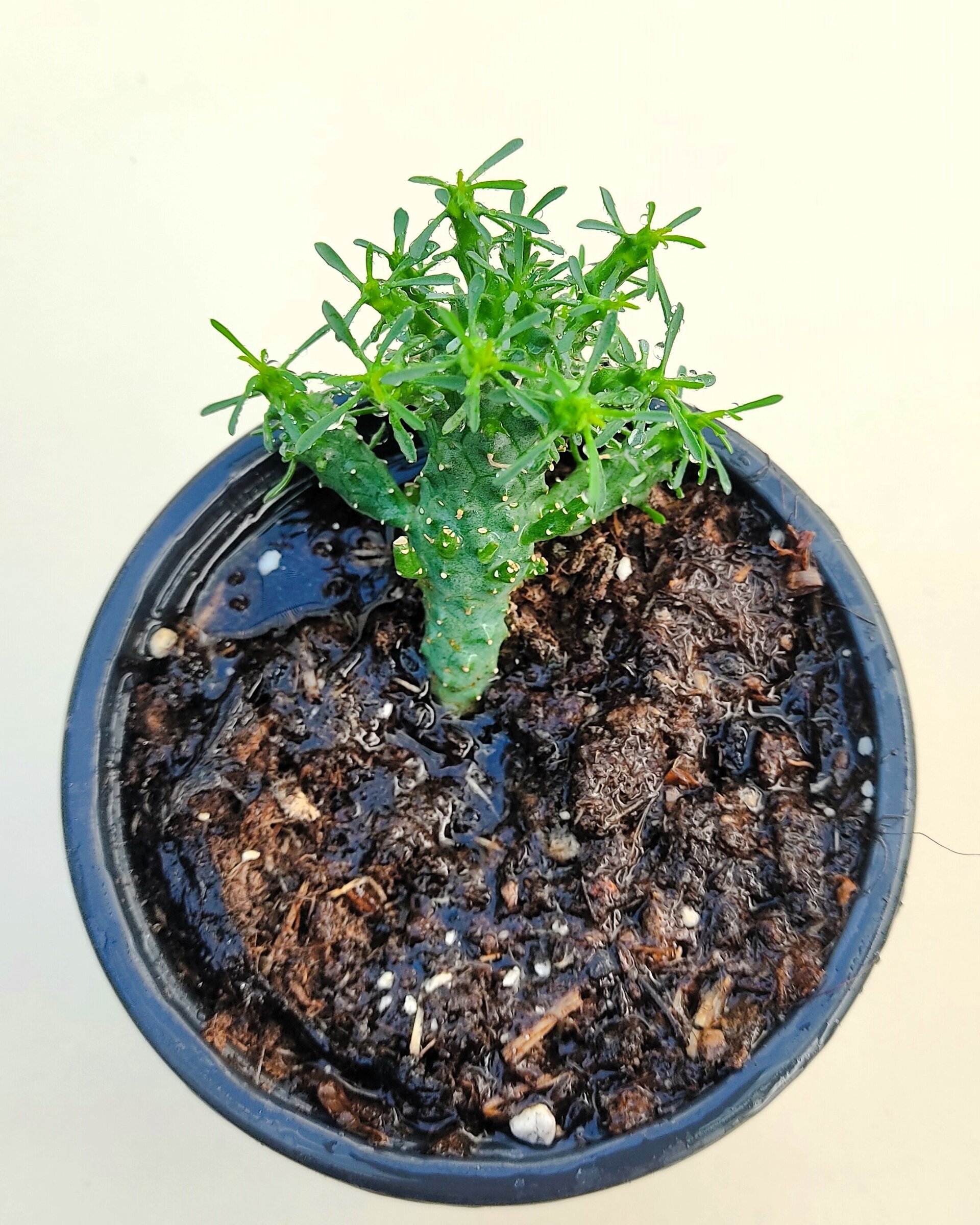 Euphorbia flanaganii (cabeza de Medusa) - 2