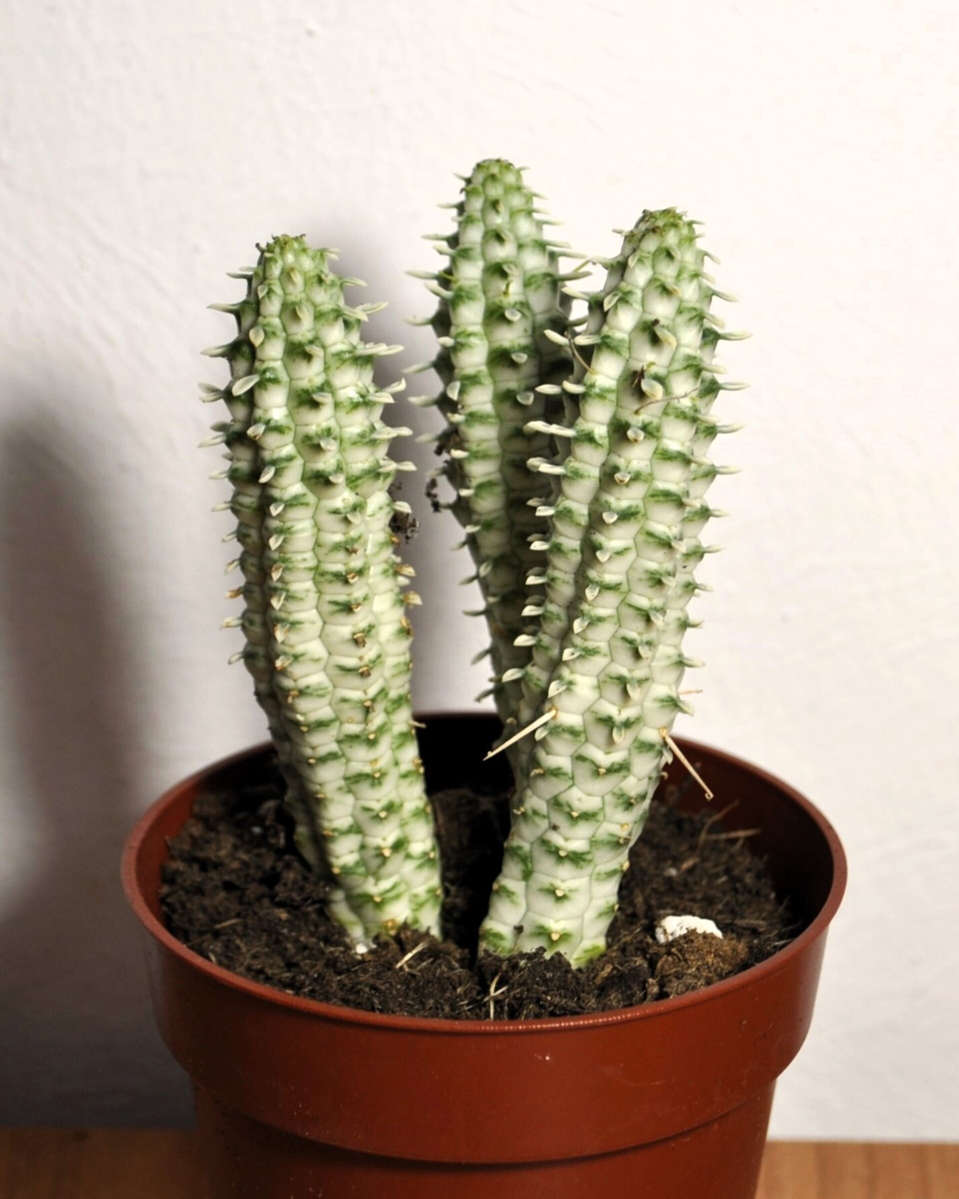 Euphorbia mammillaris 'Variegata' (mazorca de maíz variegada) - 4