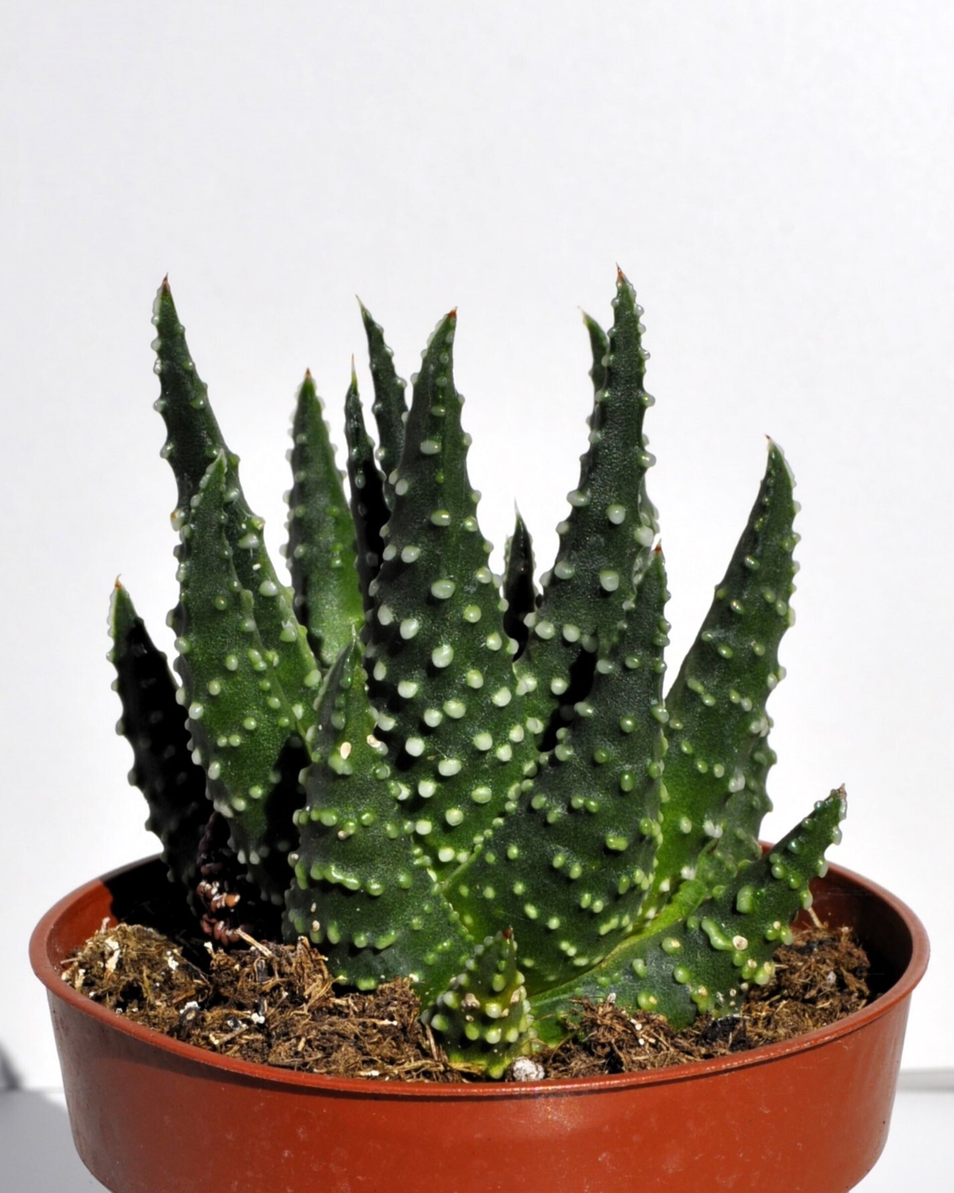Haworthia cf. pumila (planta perla) - 7