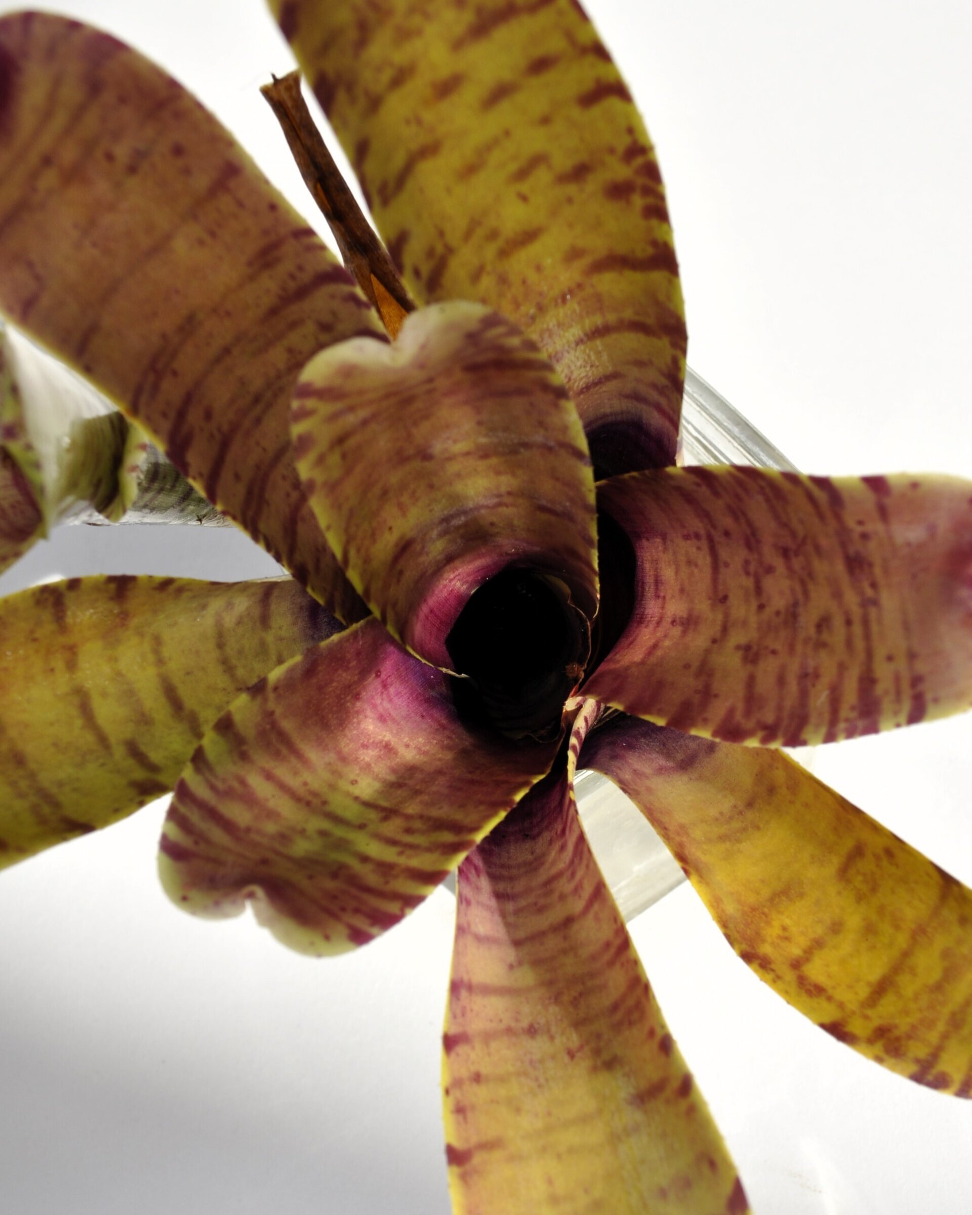 Neoregelia tigrina - 2