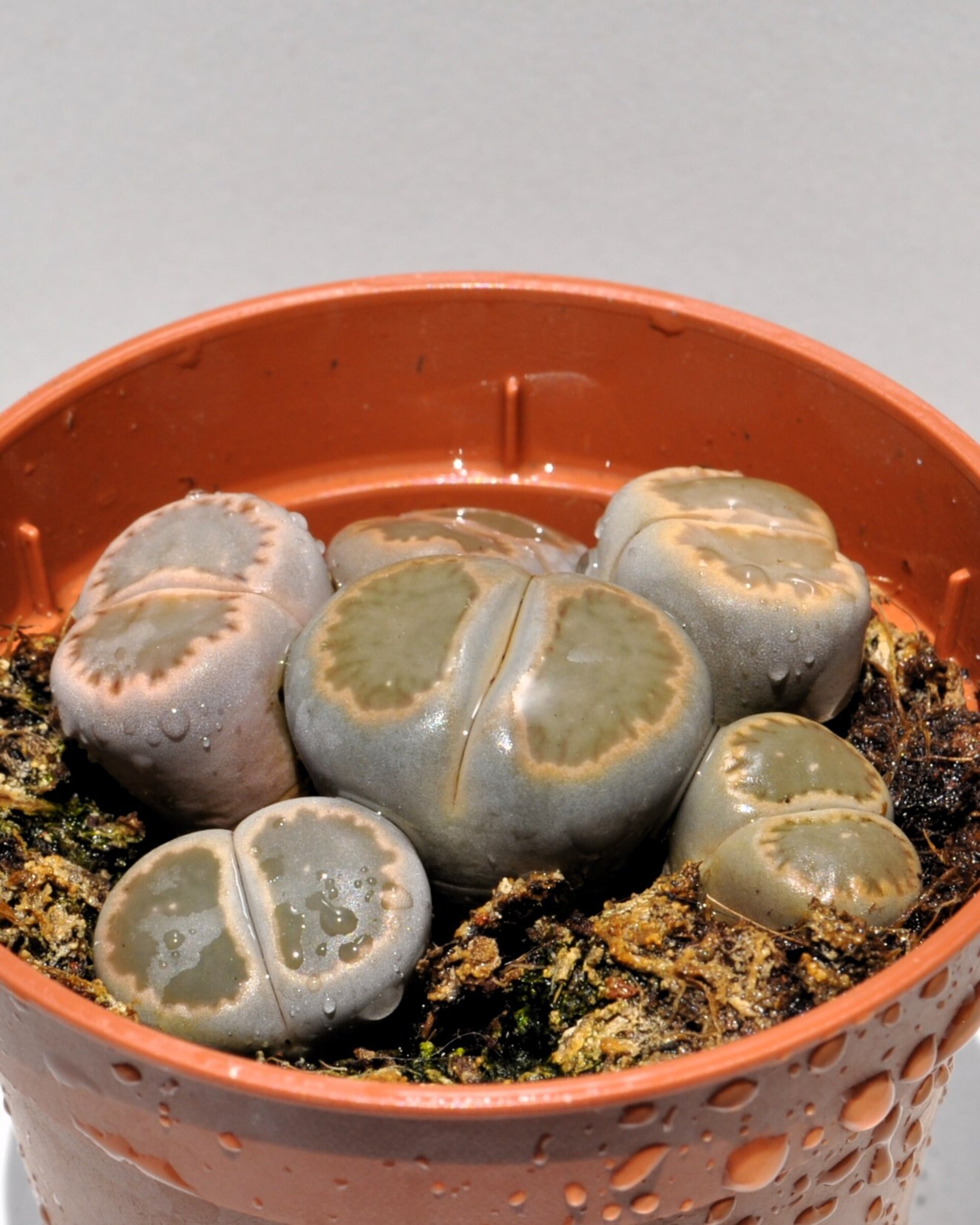 Lithops sp. grises M 5.5 (planta piedra, piedra viva) - 3