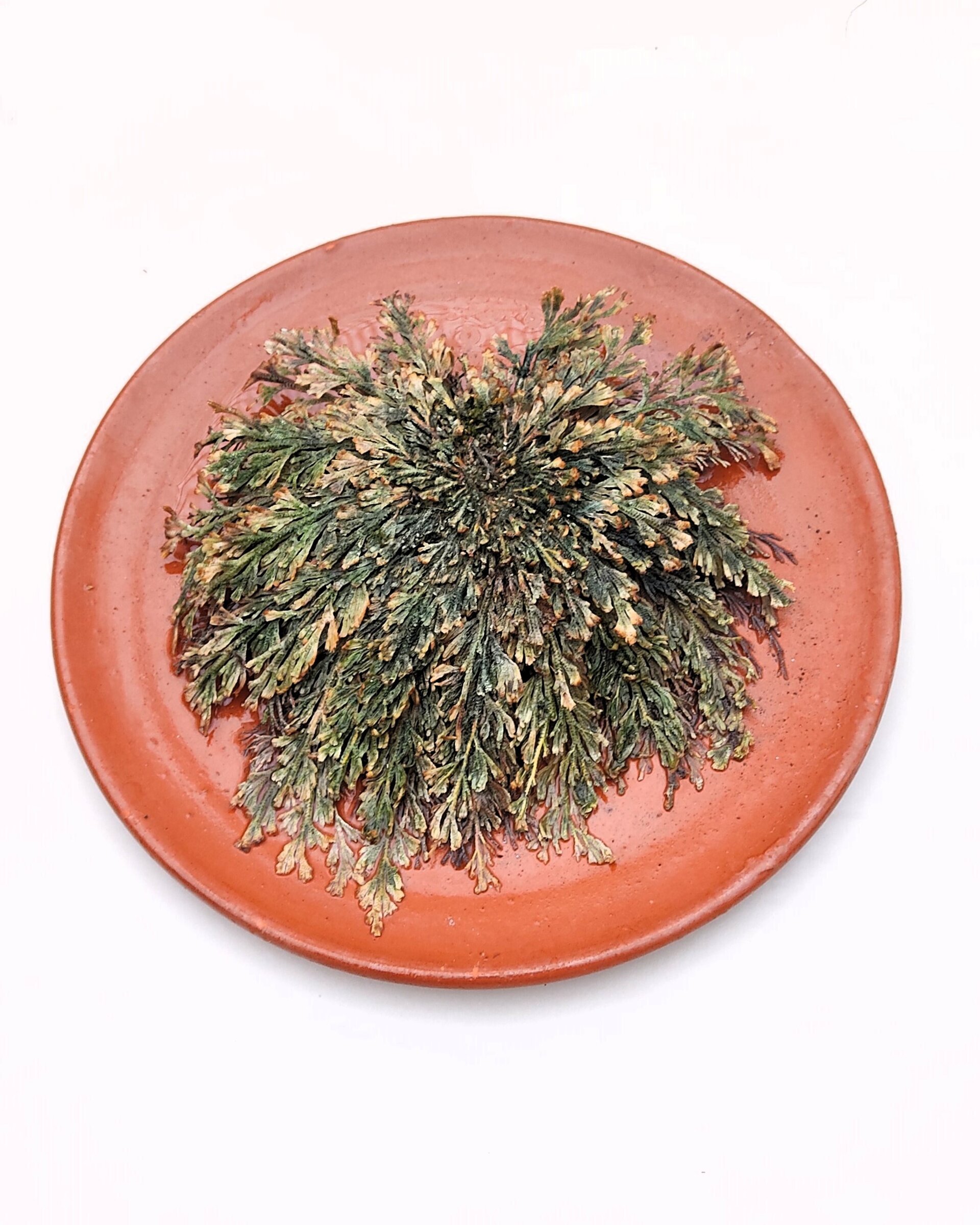 Selaginella lepidophylla (planta de la resurrección, "rosa de Jericó") - 3