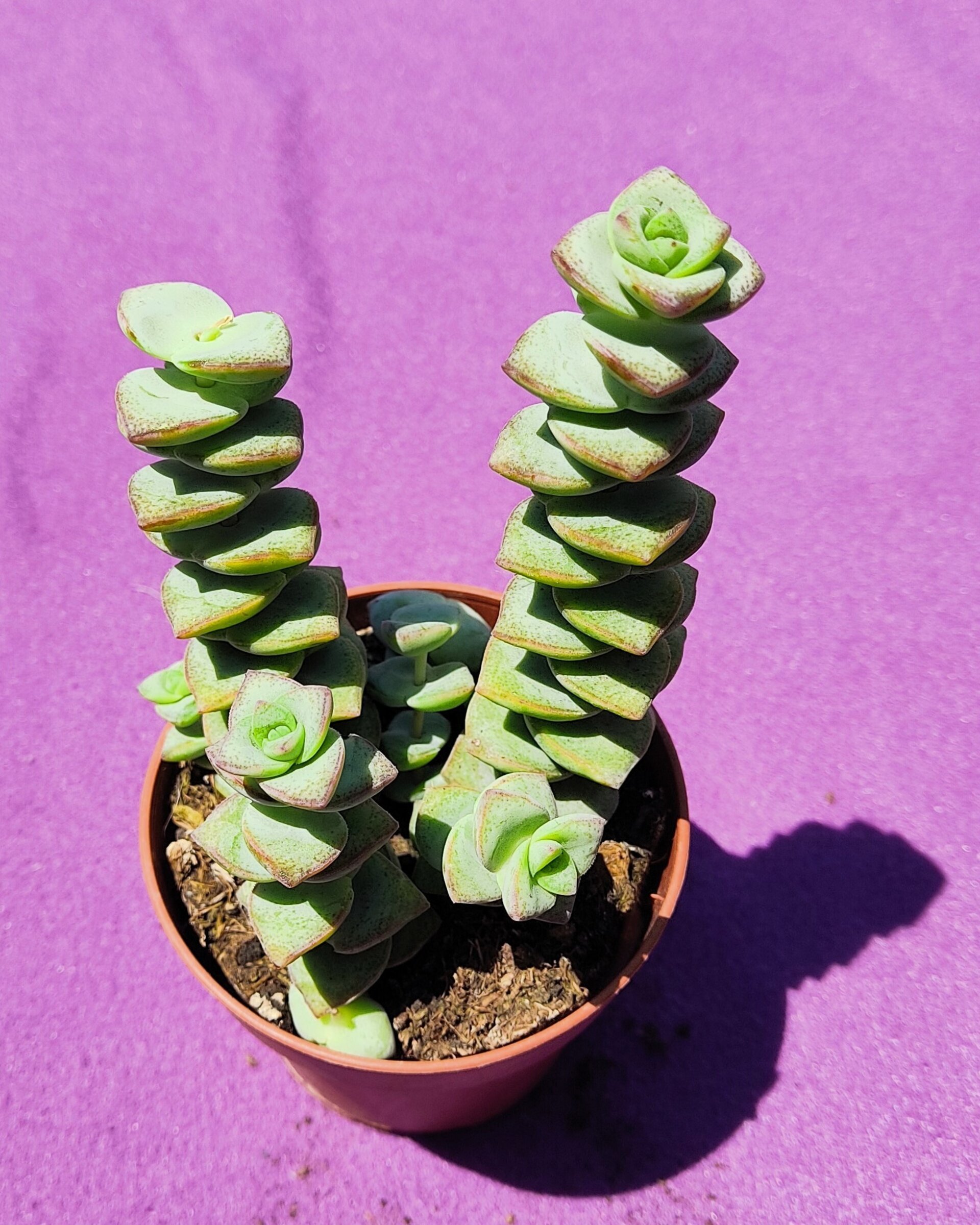 Crassula perforata - 3