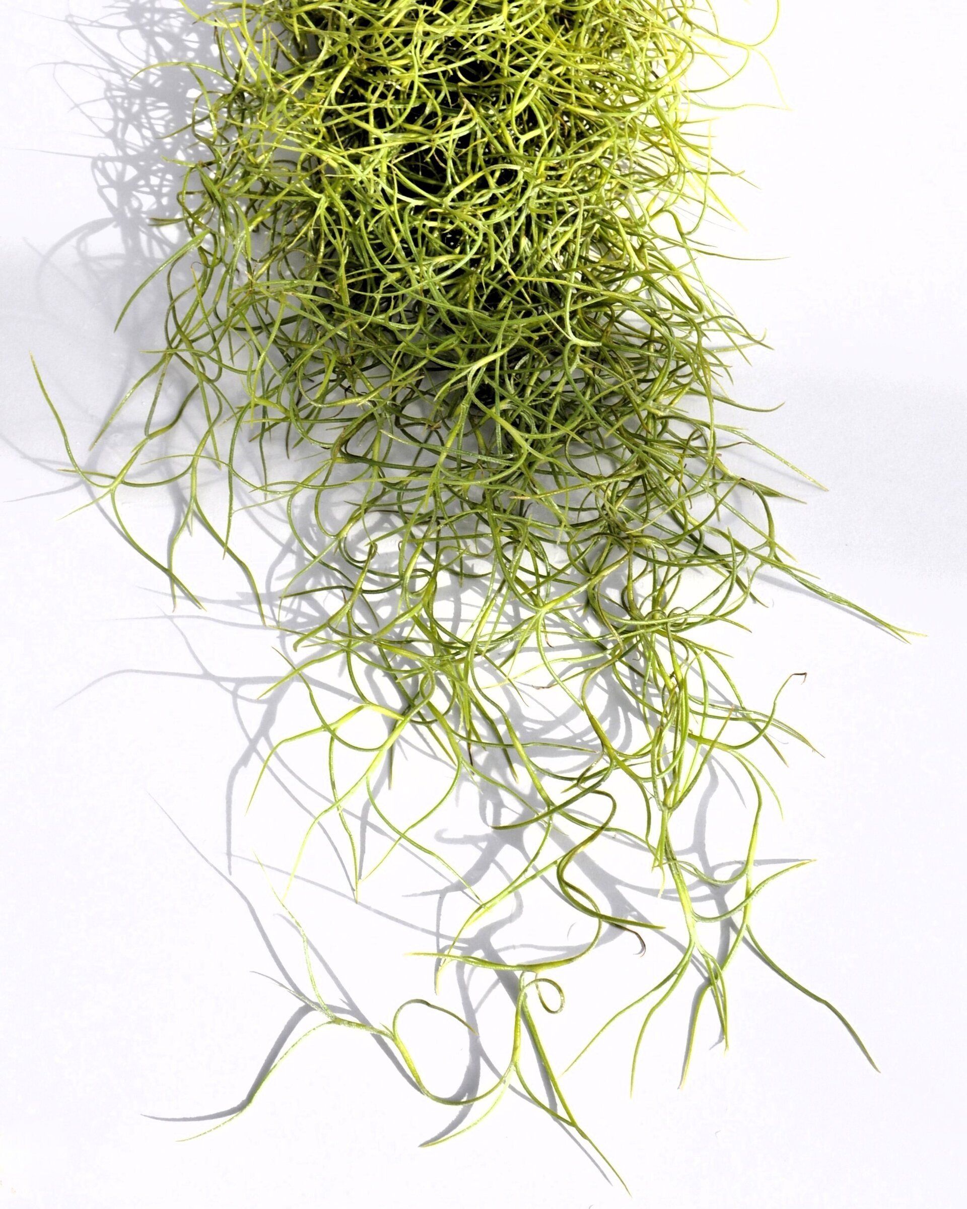 Tillandsia usneoides [standard] (barba de viejo) - 9