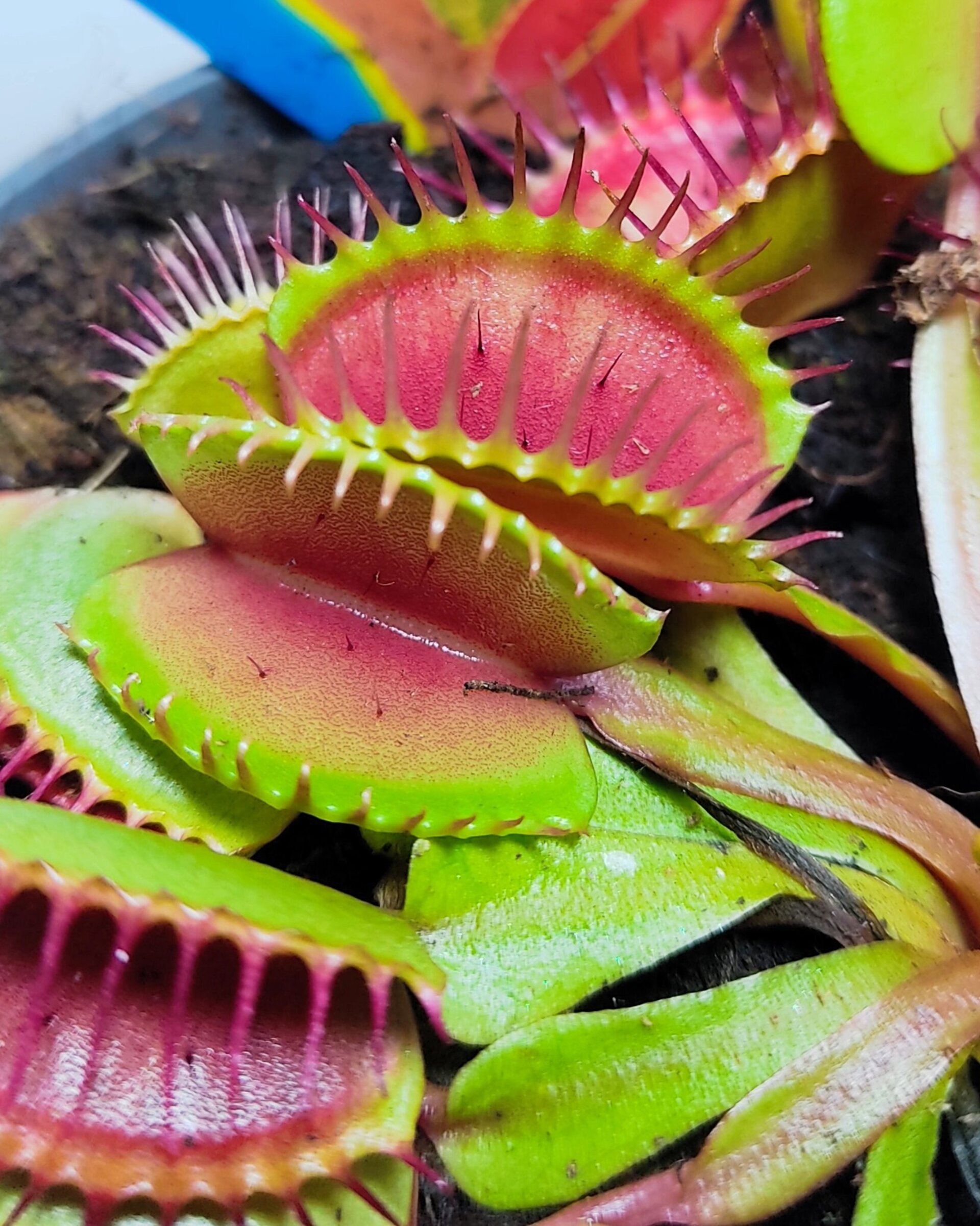 Dionaea muscipula (venus atrapamoscas) - 3