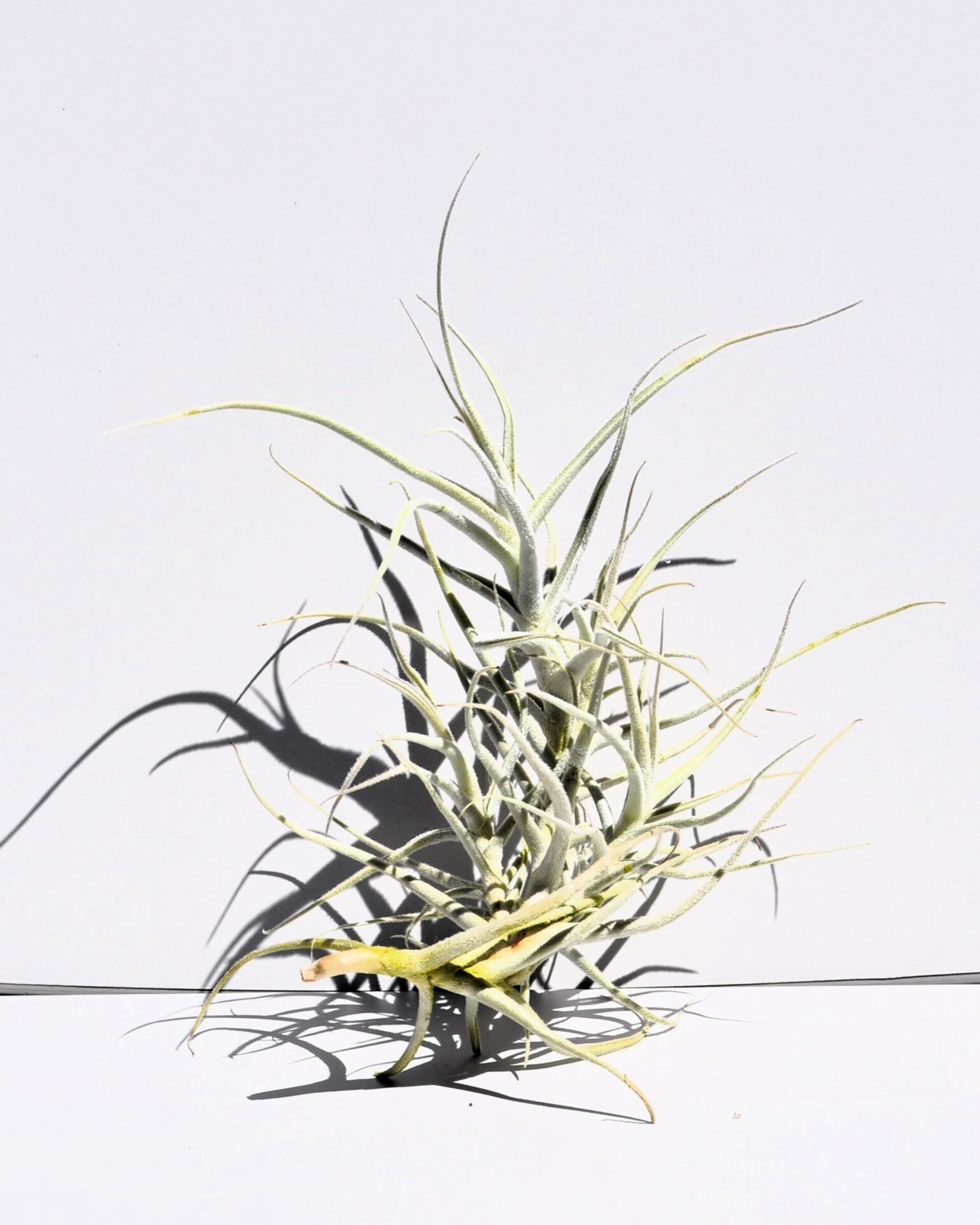 Tillandsia paleacea - 3