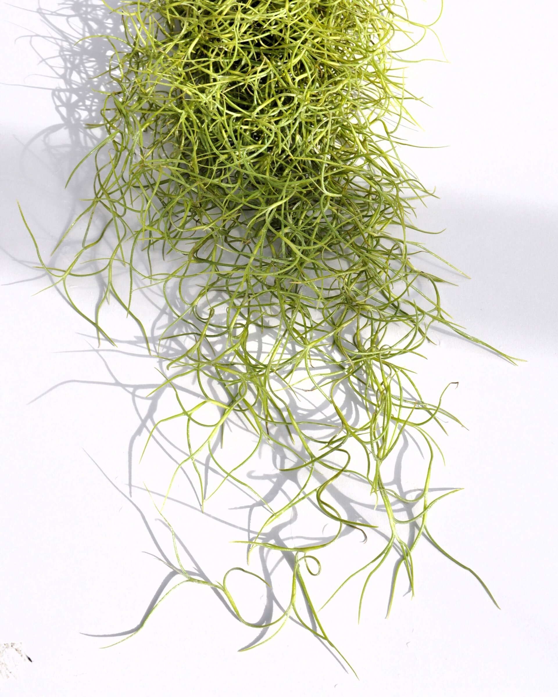 Tillandsia usneoides (standard) - 9