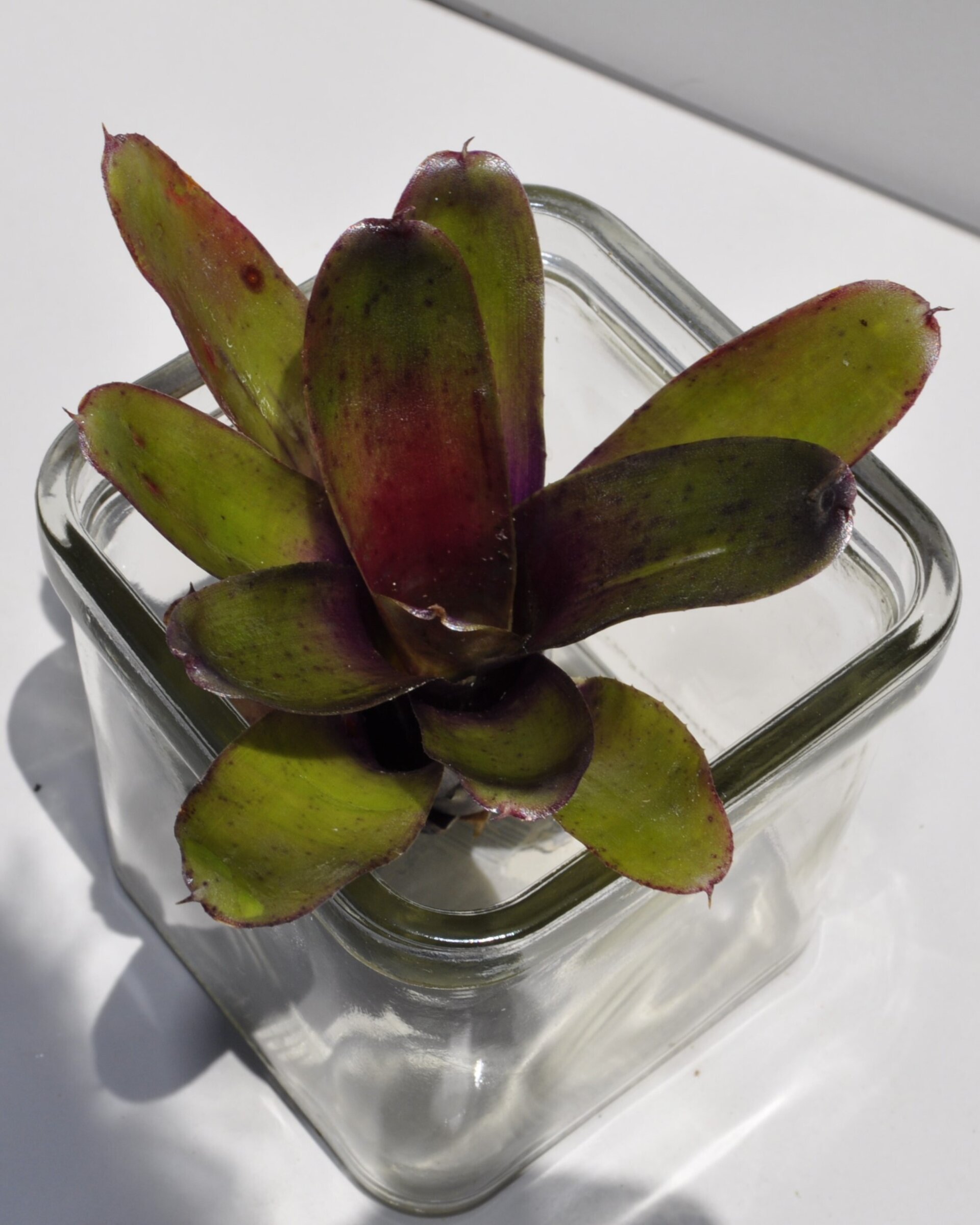 Neoregelia 'Mephisto' - 9