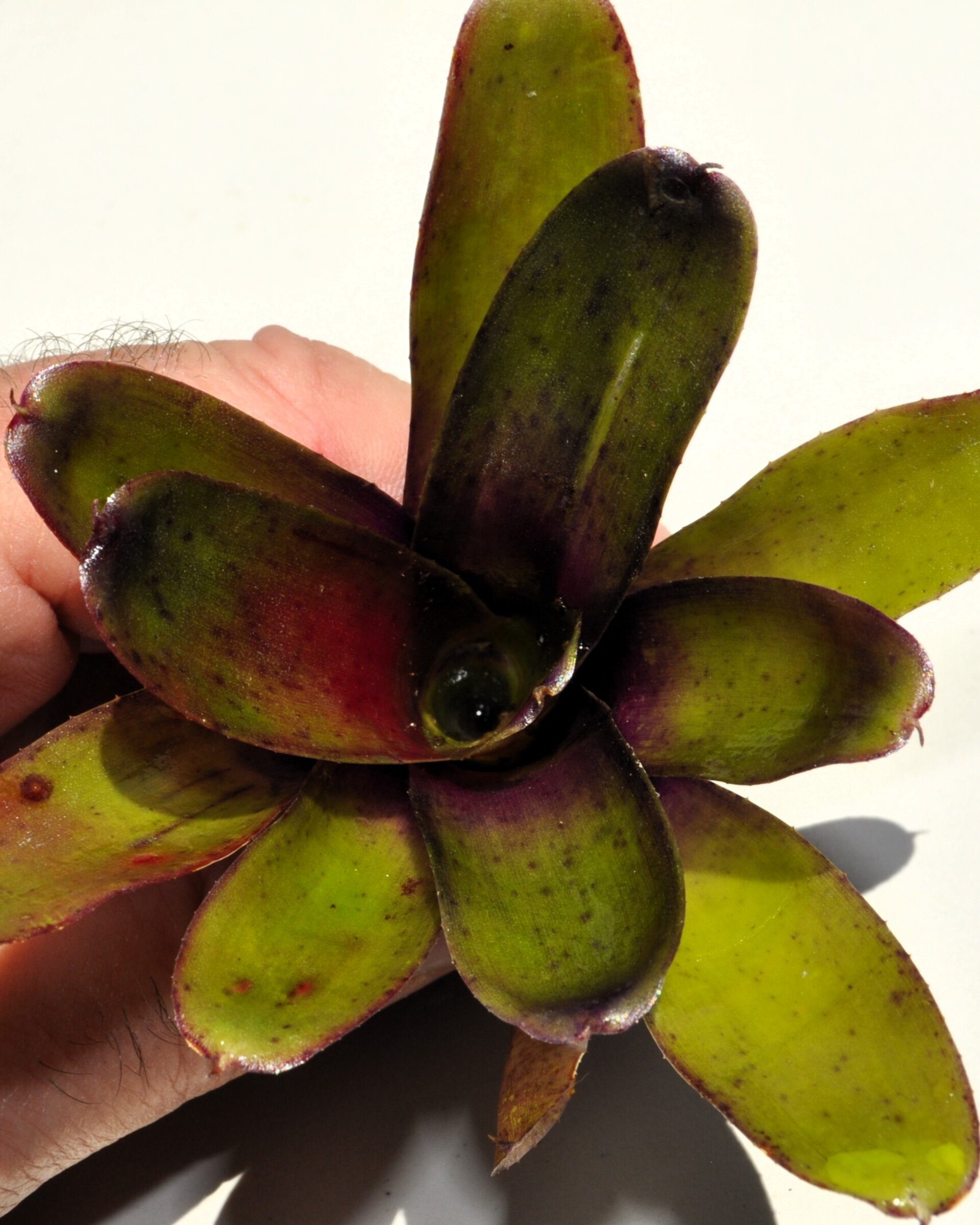 Neoregelia 'Mephisto' - 7