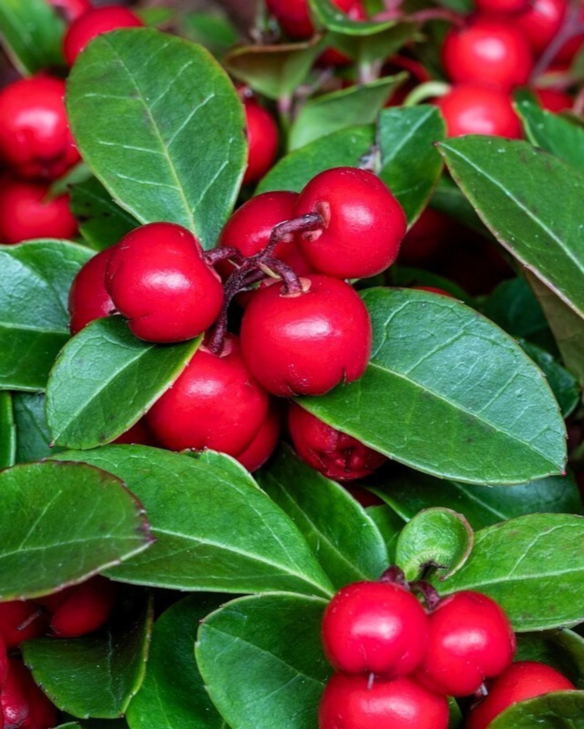 Gaultheria procumbens 'Big Berry' (gaulteria) - 1