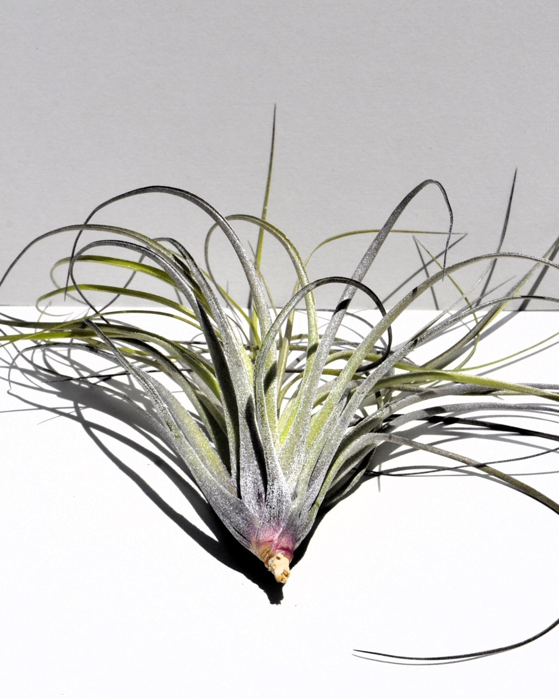 Tillandsia stricta - 4