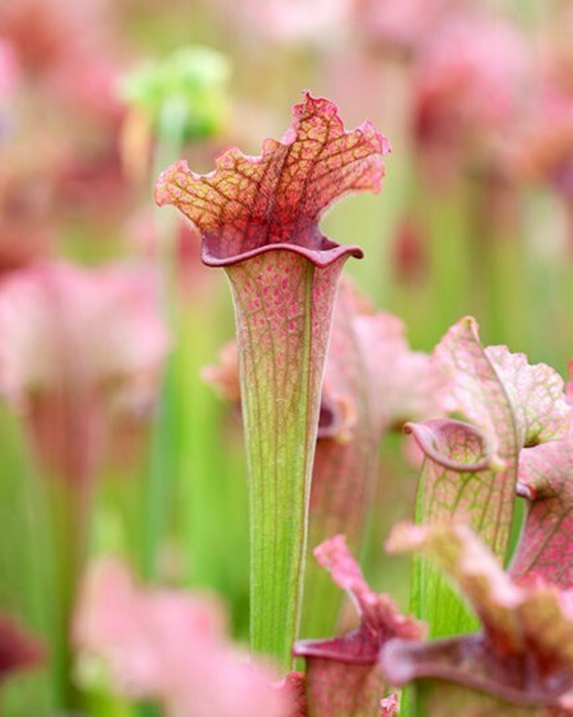 Planta carnívora Sarracenia sp. M5,5 (sarracenia) - 4