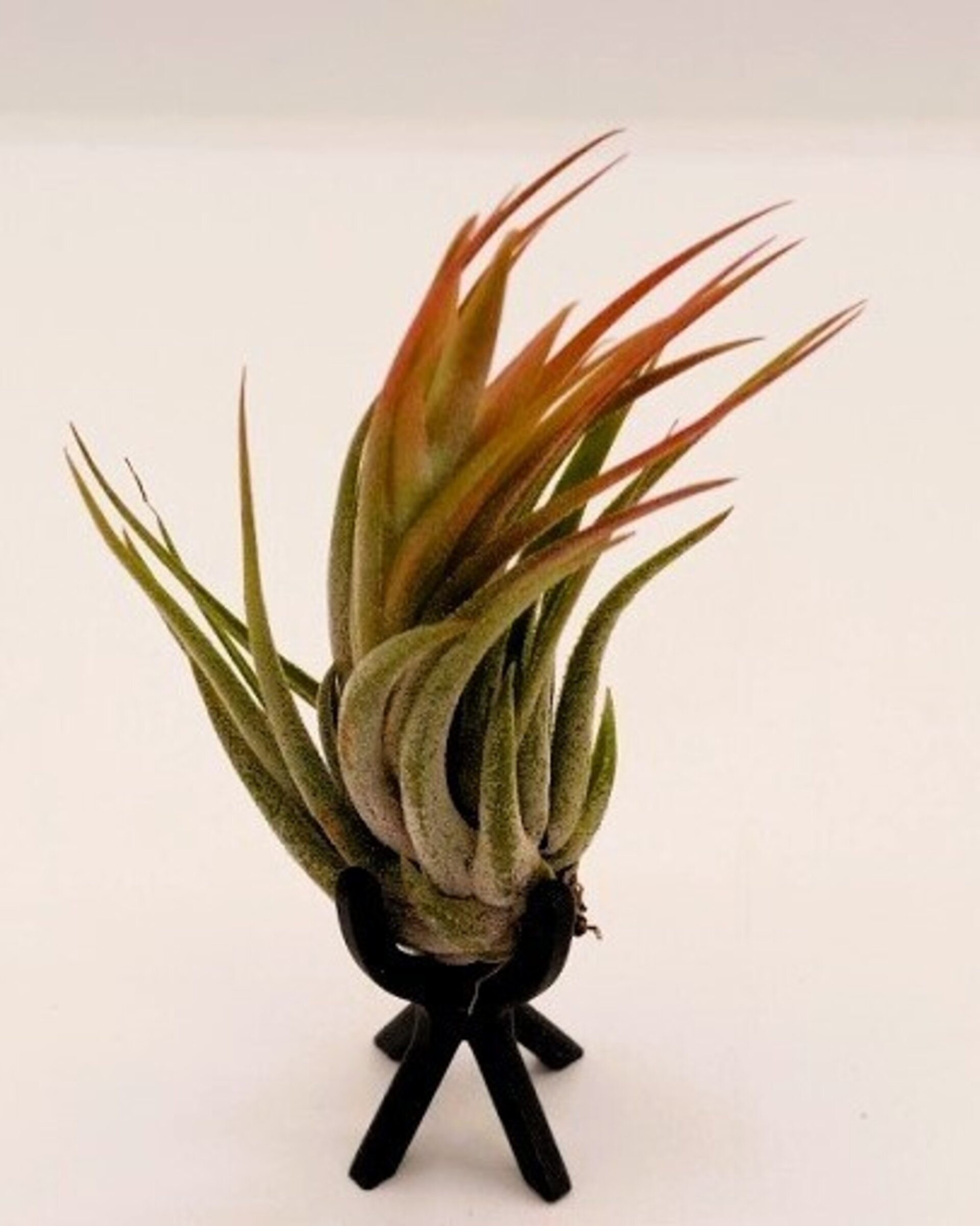 Soporte decorativo para plantas del aire - fibra - 4 cm - 4