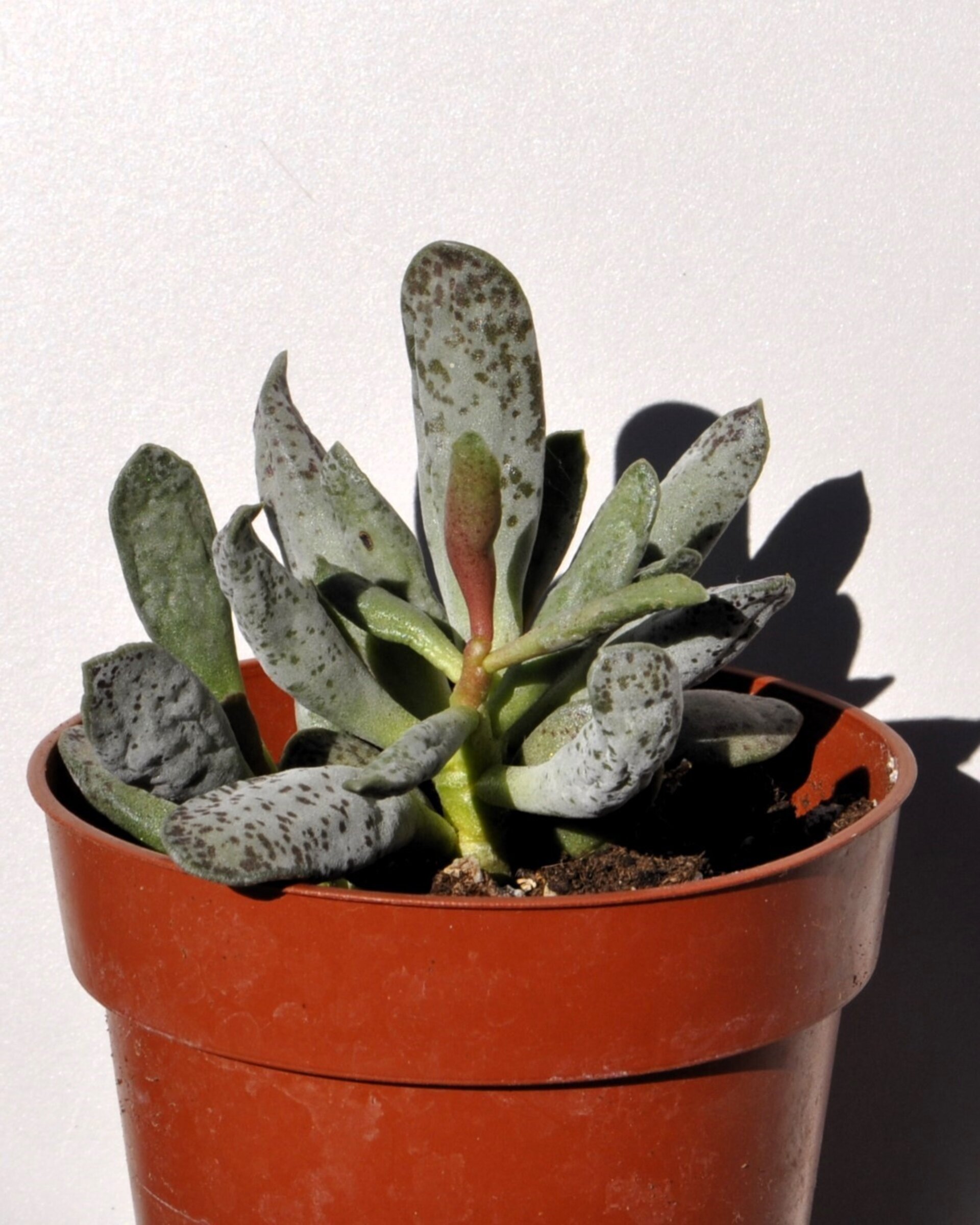 Adromischus filicaulis - 4