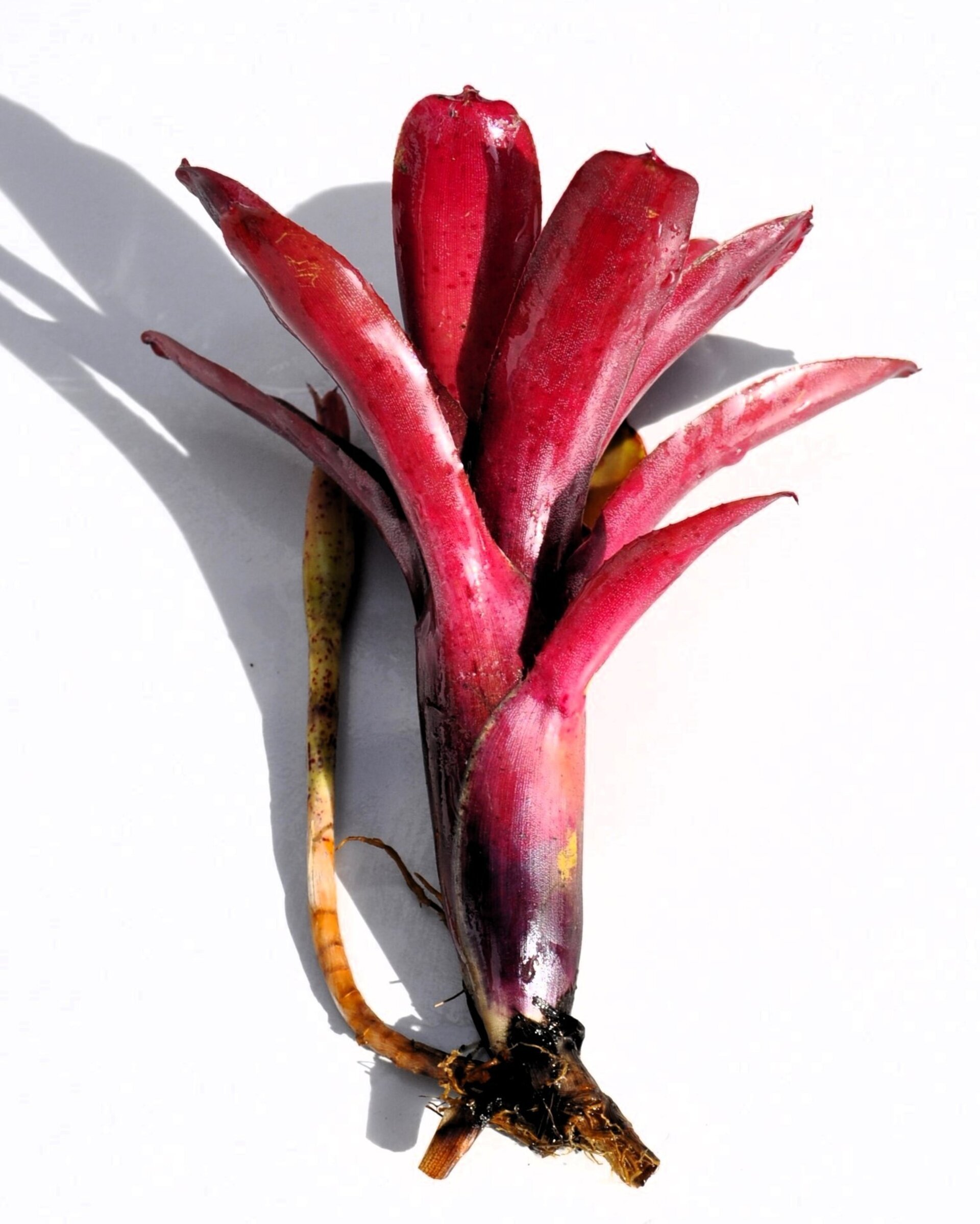 Neoregelia 'Amazon' - 5