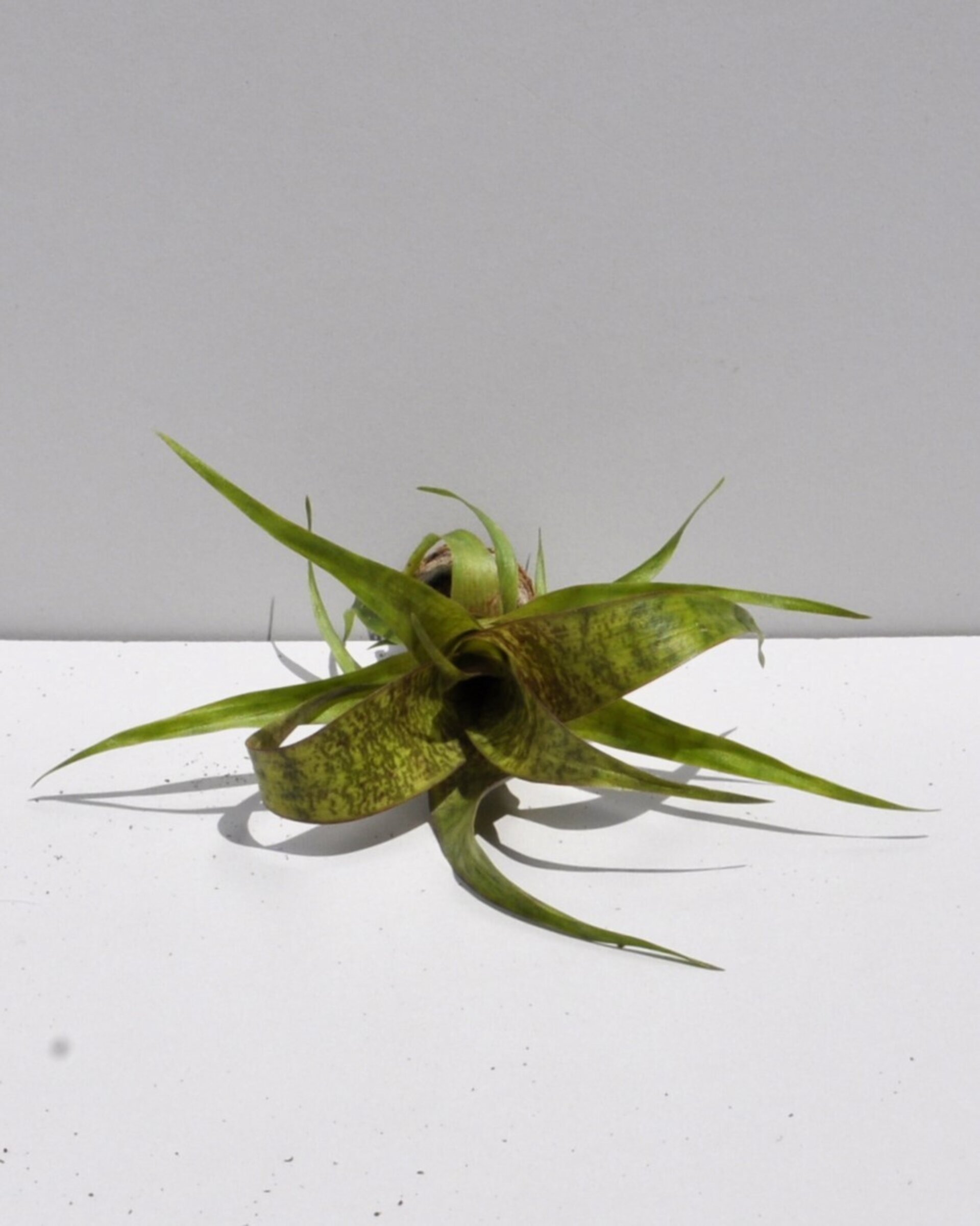 Vriesea 'Red Chestnut' (mini) - 6
