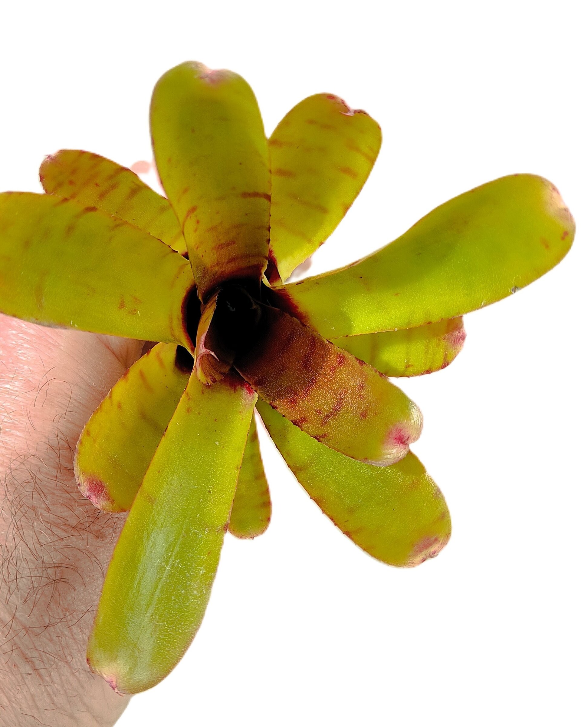 Neoregelia 'Thera' - 3