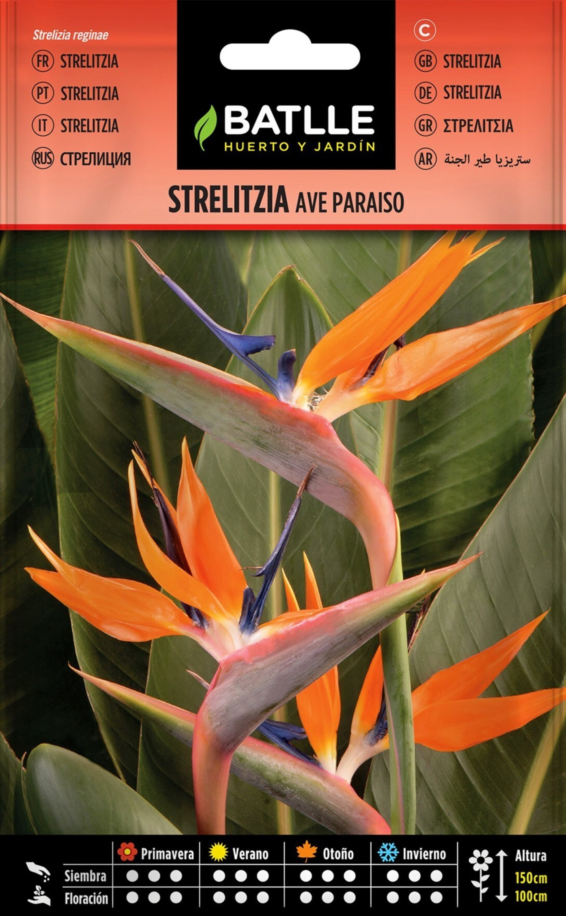 Strelitzia reginae (ave del paraiso) - Semillas - 2