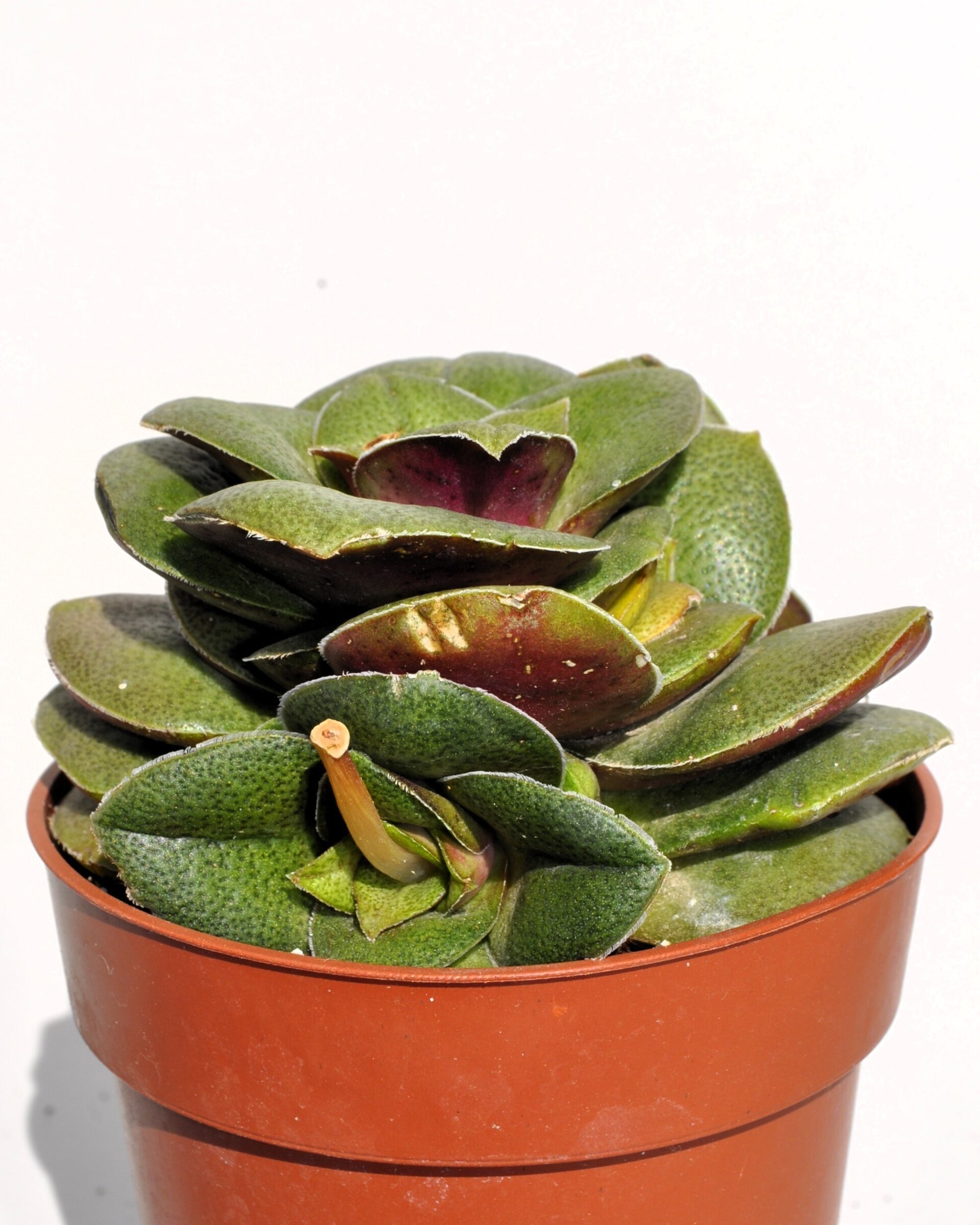 Crassula cf. hemisphaerica - 2