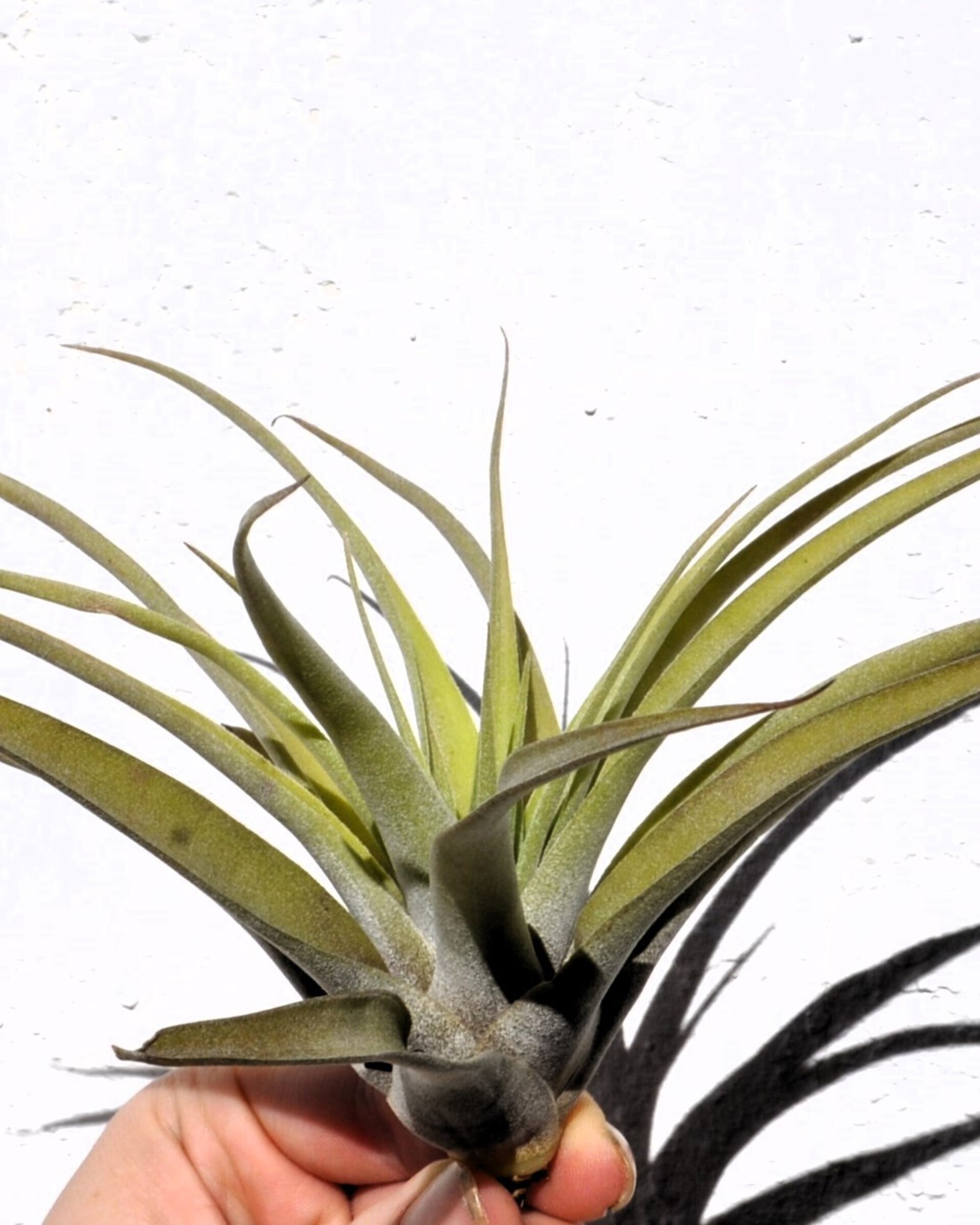 Tillandsia capitata 'Peach' (medium) - 2