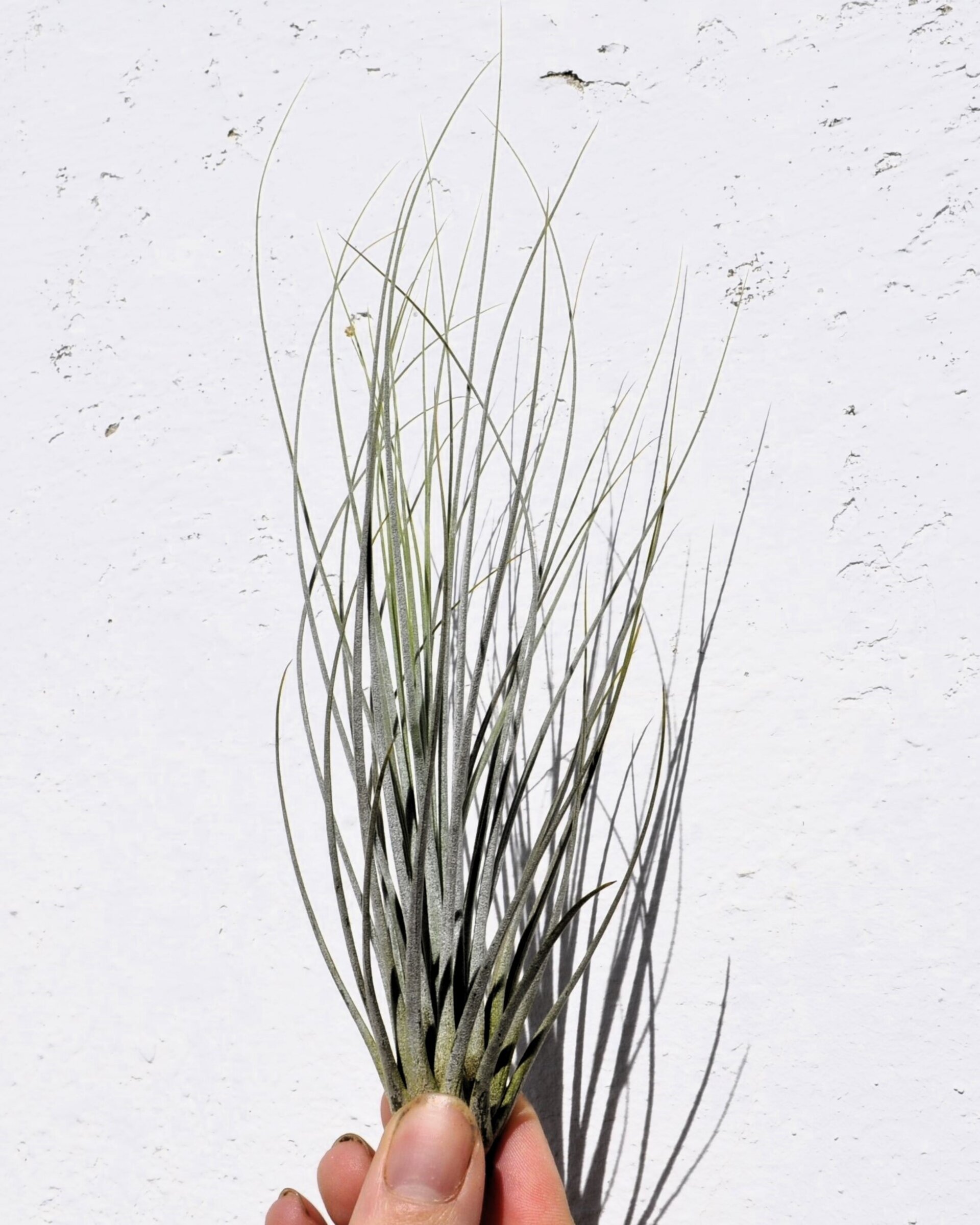 Tillandsia juncea - 6